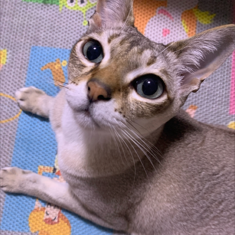 #1388 ムーのロゴグッズ