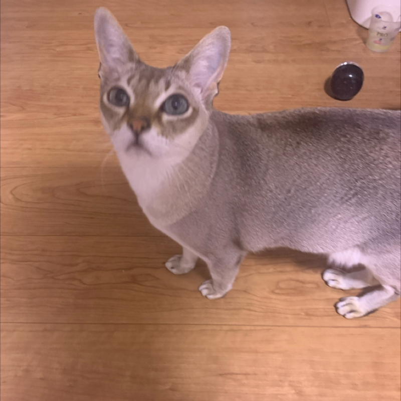 #1409 1300回台の目次②