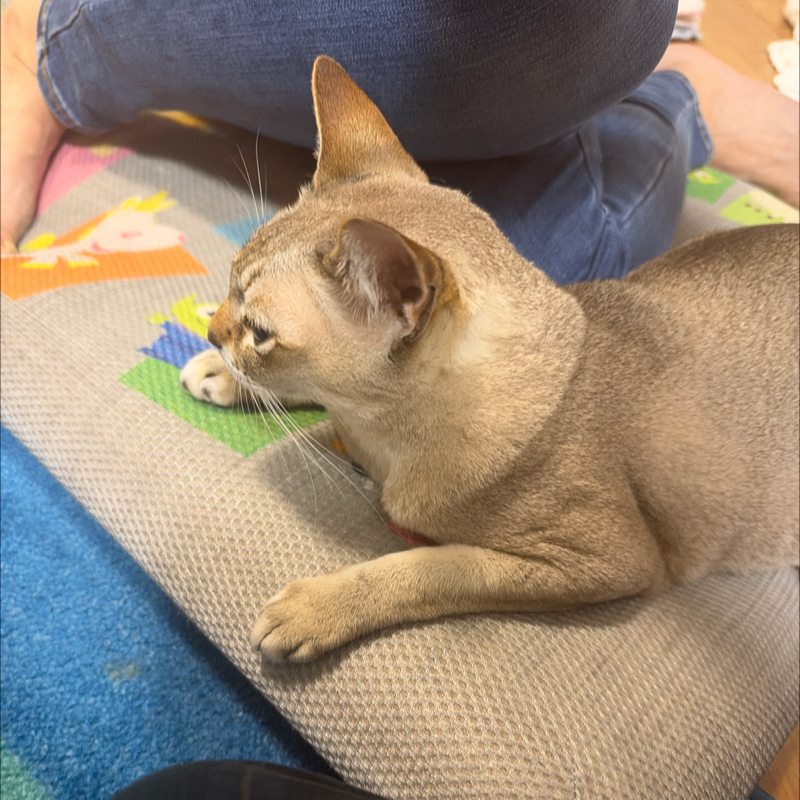 #1480 新しいおもちゃ