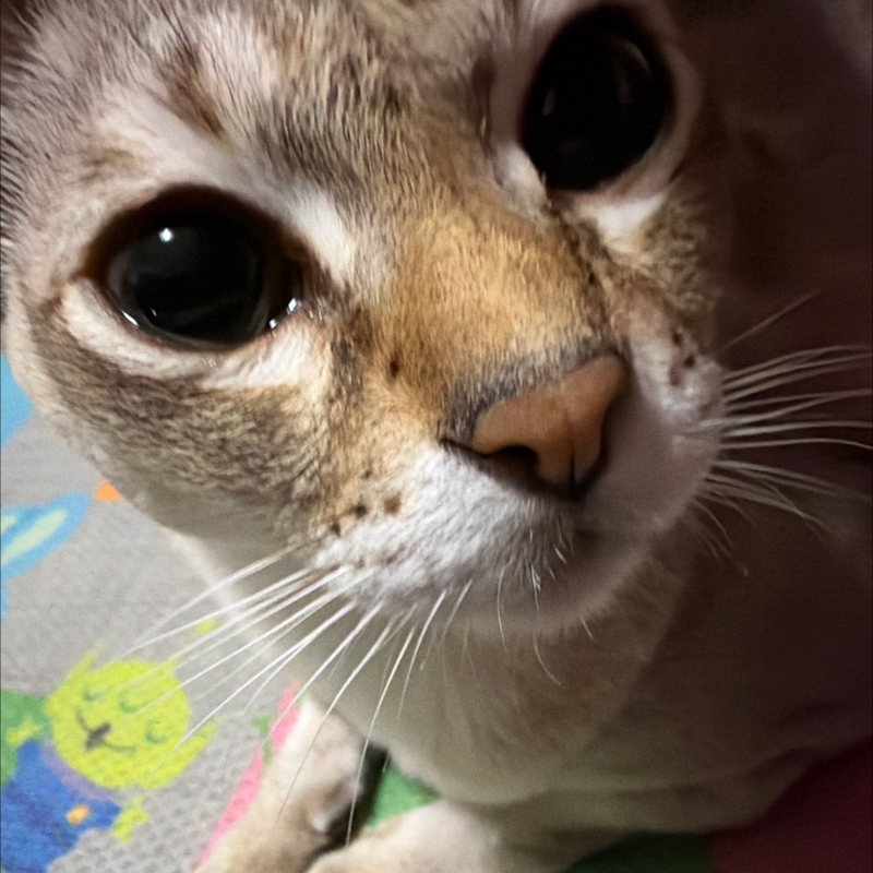 #1489 亀に会いに行く