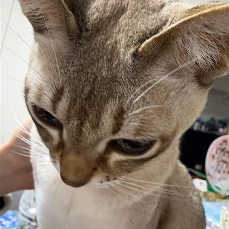 #1505 猫ちゃんどうしたの