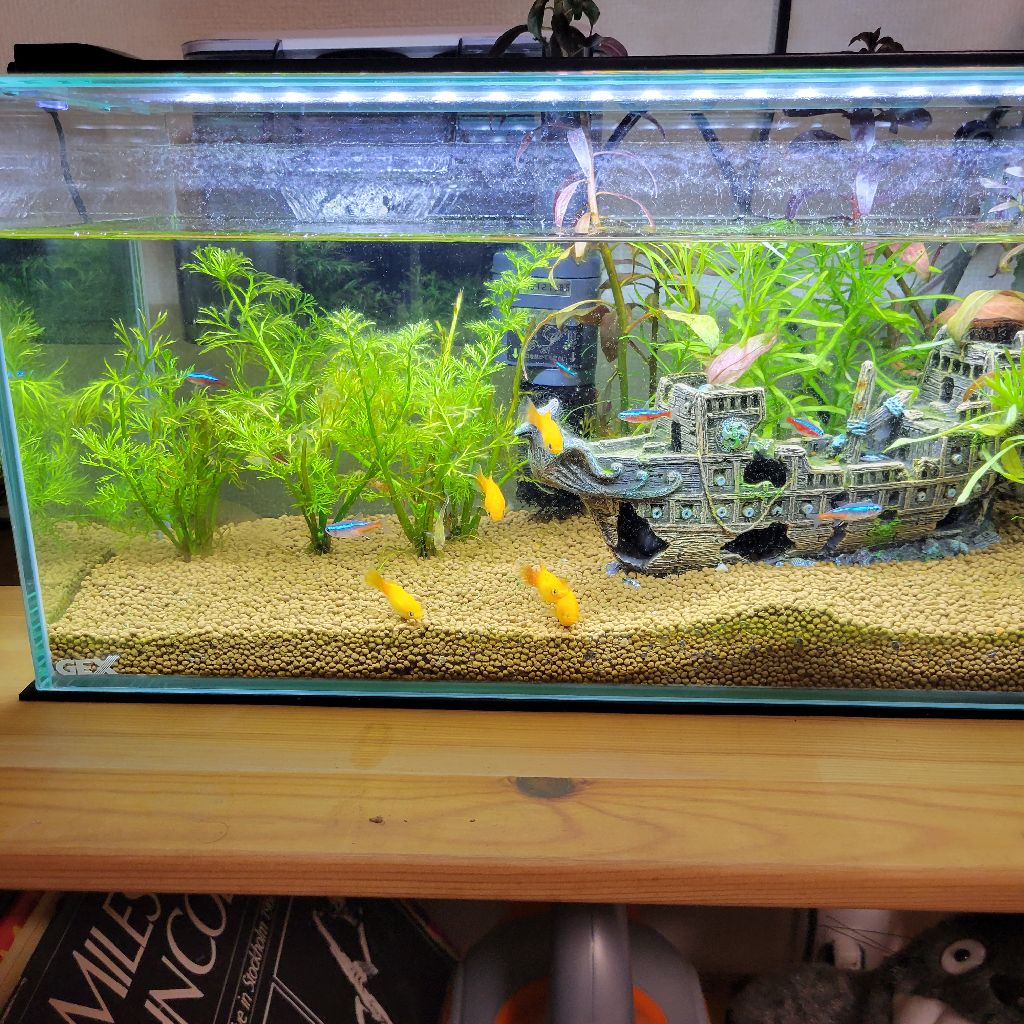 第四回ボンギリナイトニッポン