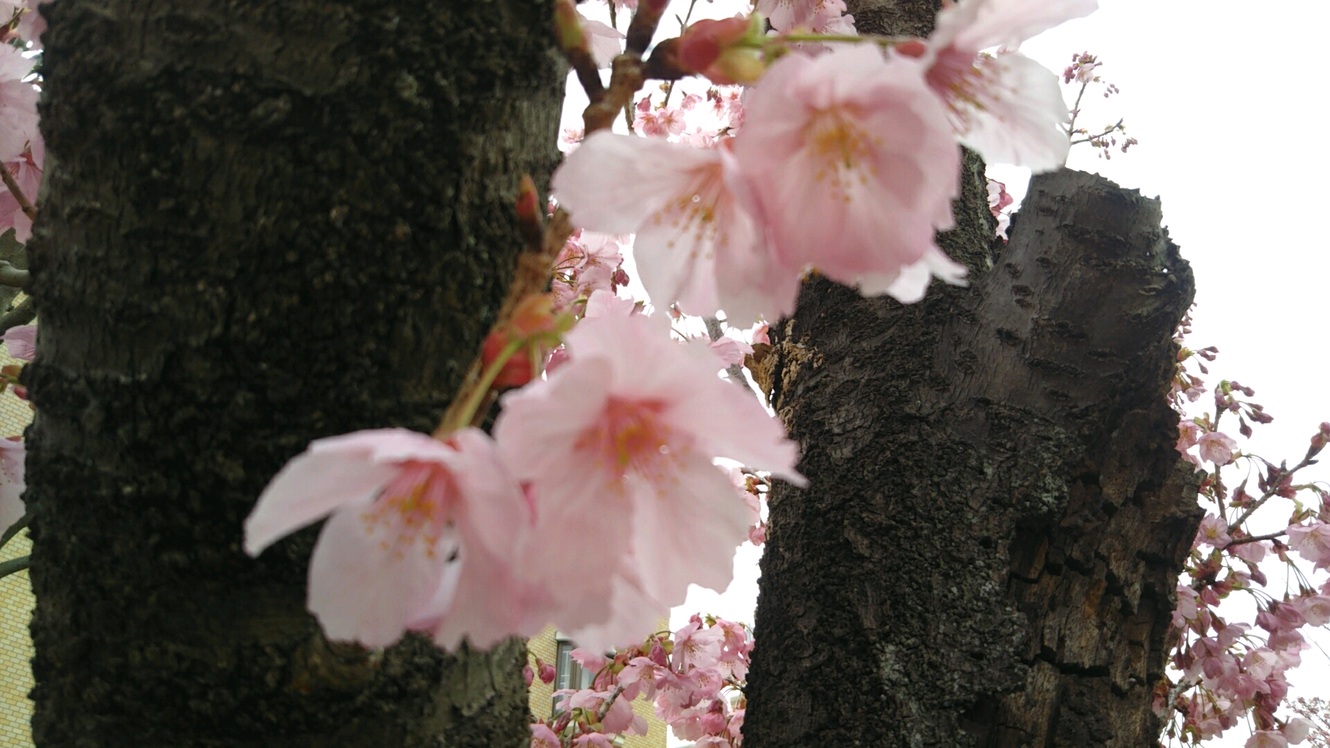 【泥酔ラジオ】酩酊度2 久しぶりの休日に呑めどさほど酔わず。誰か私に嘘をついてください。
