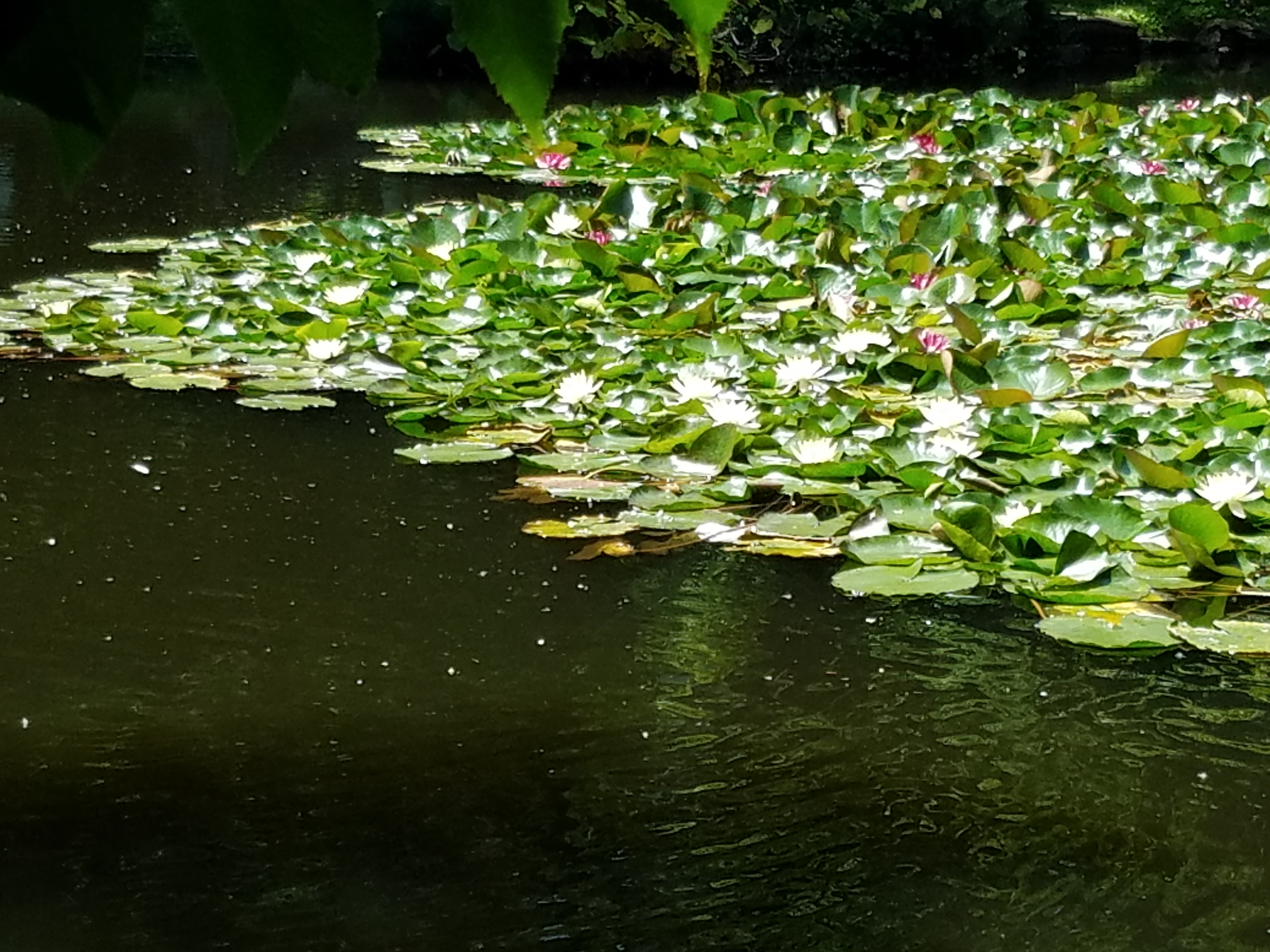 【不夜キャスと微睡む】風呂から出たい【fgo二次卓】