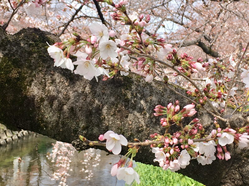 積み本と寺山修司と春の近況 