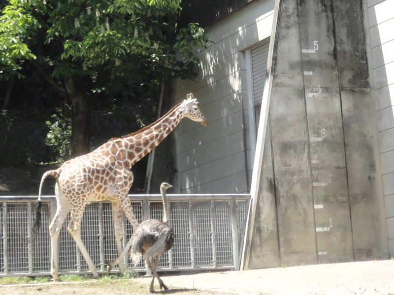 きりんさんのひとりごと