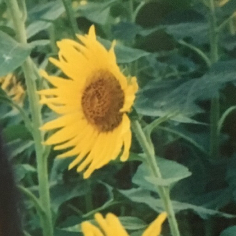 あやこのお気楽 派遣社員ラジオ