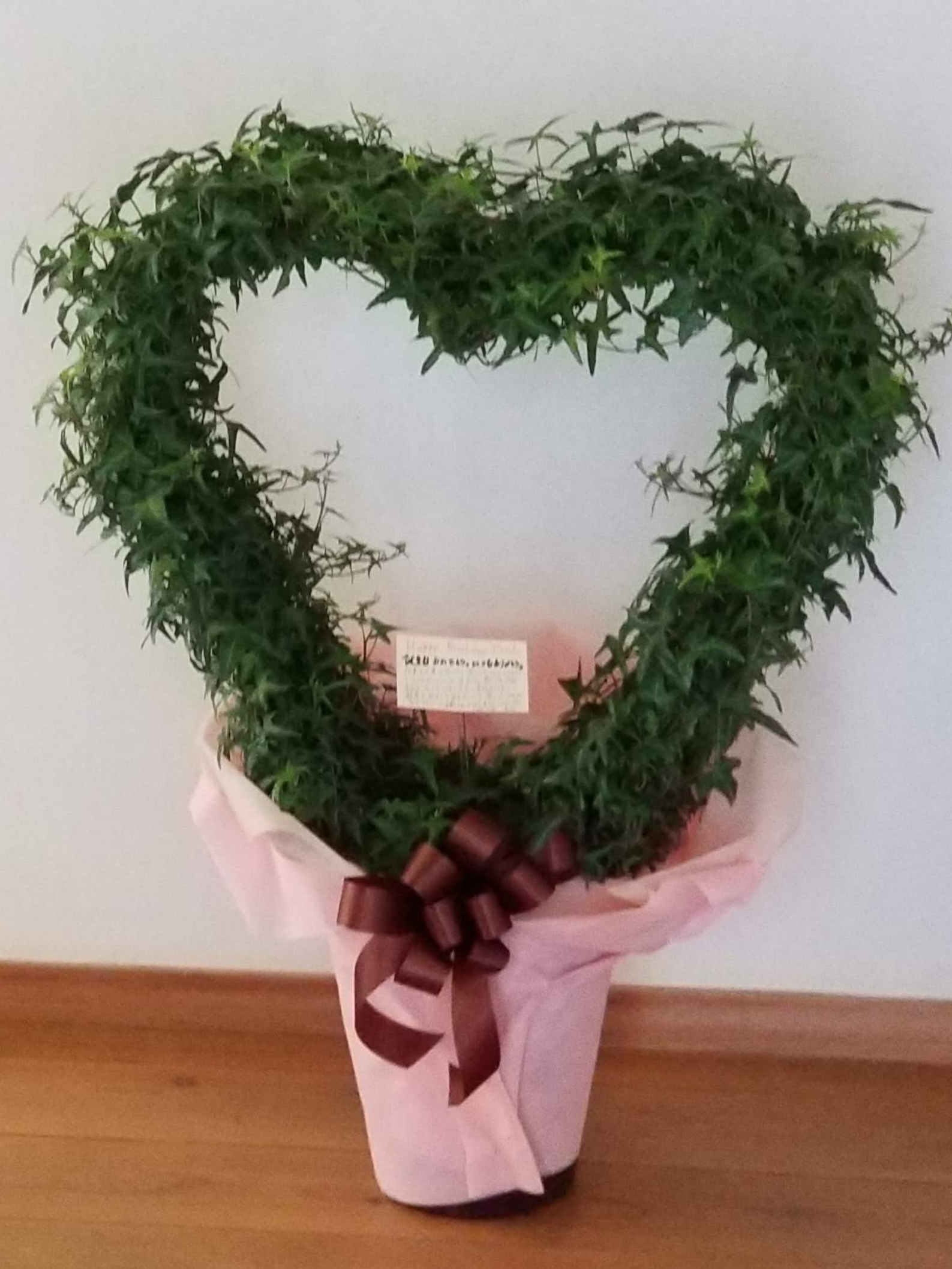 🌿観葉植物【アイビー】の素人なりの育成方法