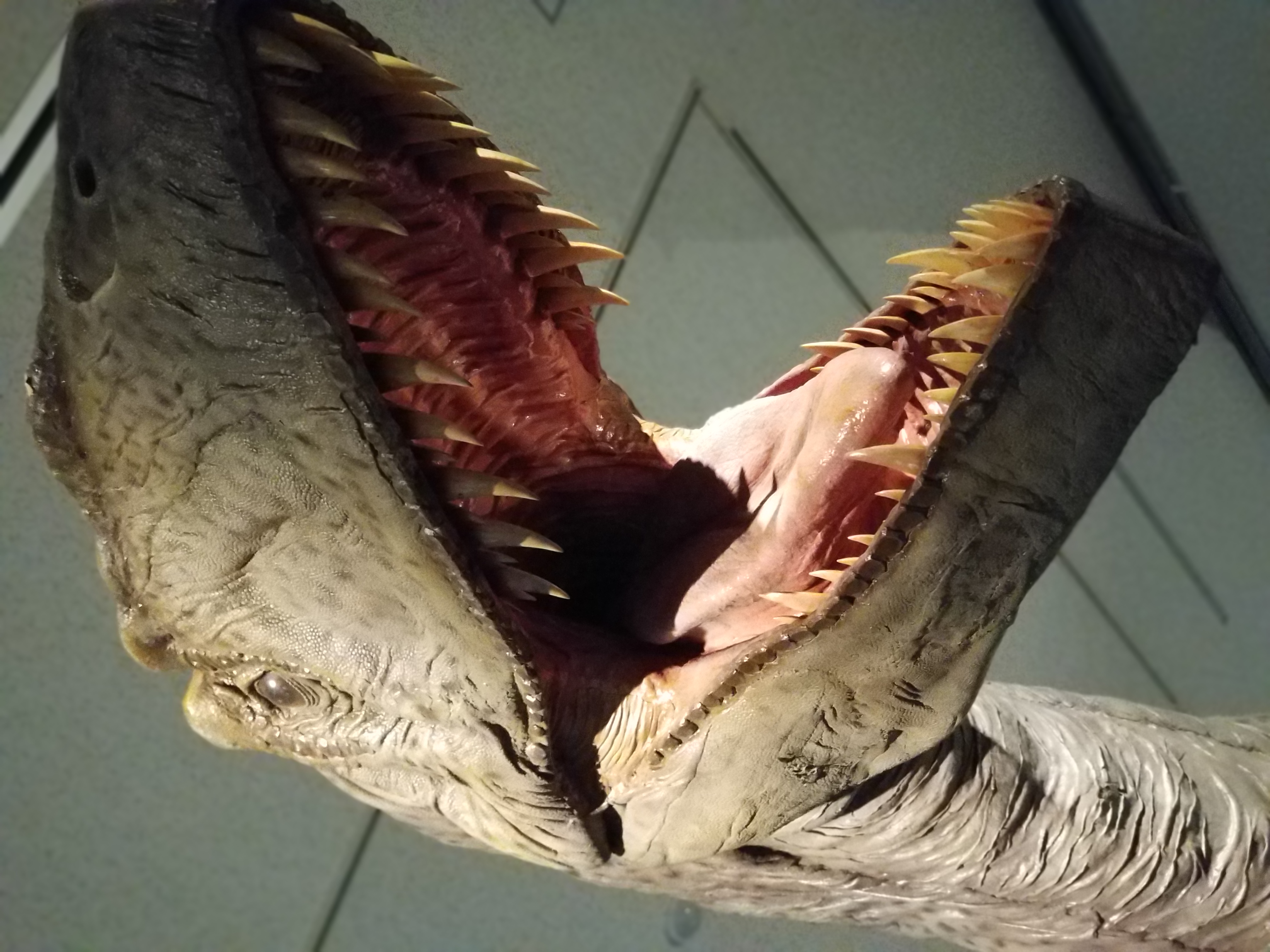 夏休みのレポート『岡山恐竜展』