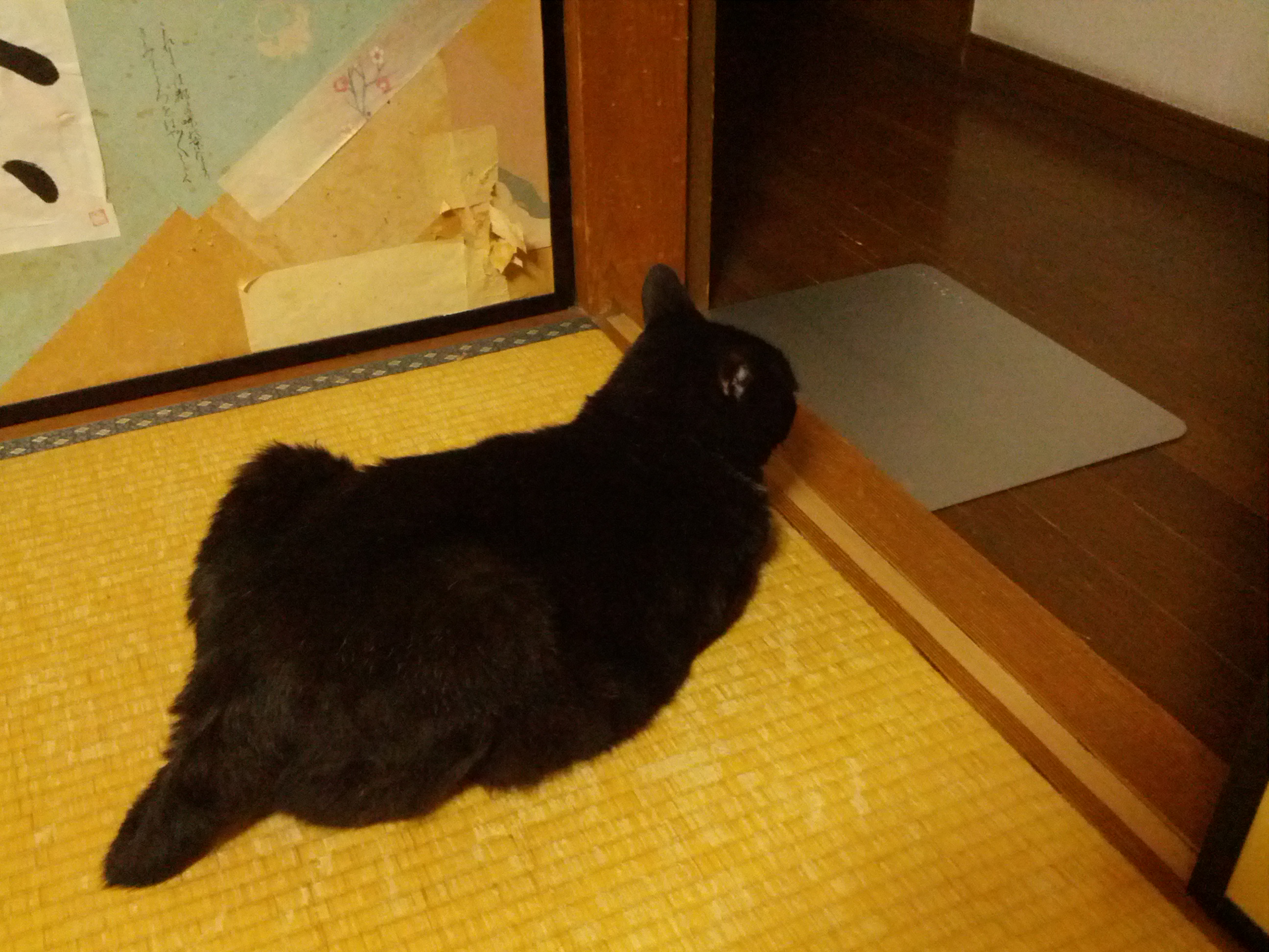 猫ちゃんの話とか