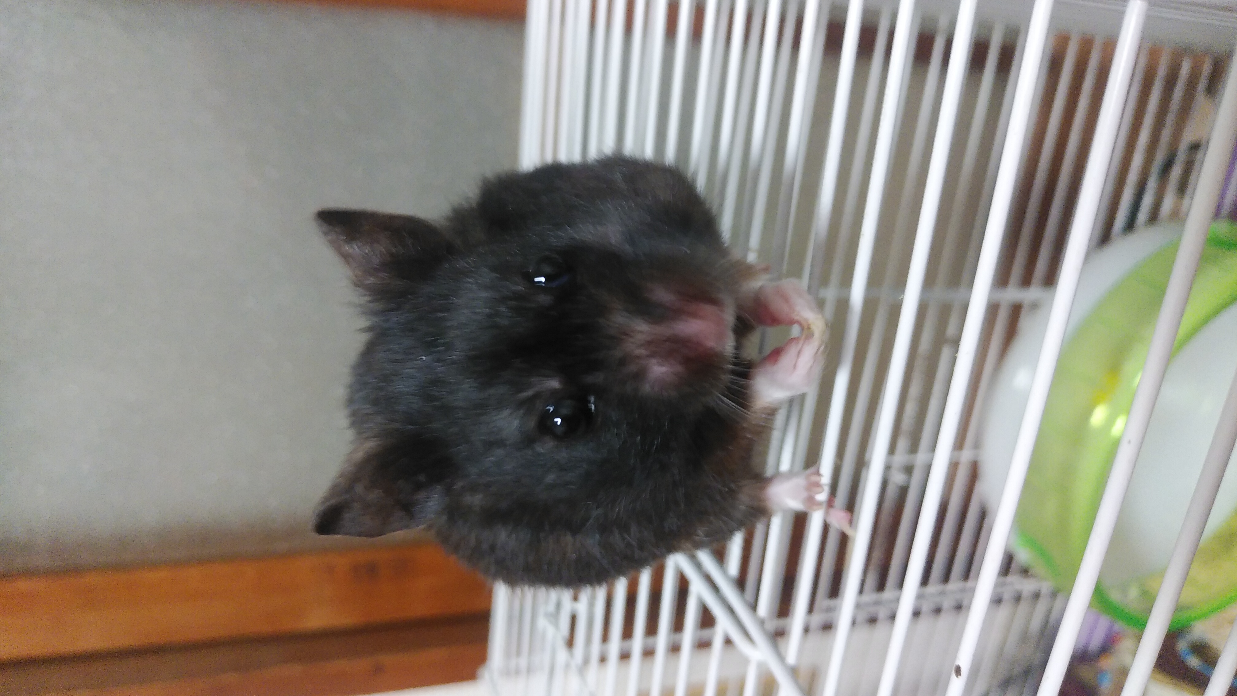 うにさん起きるの待ち