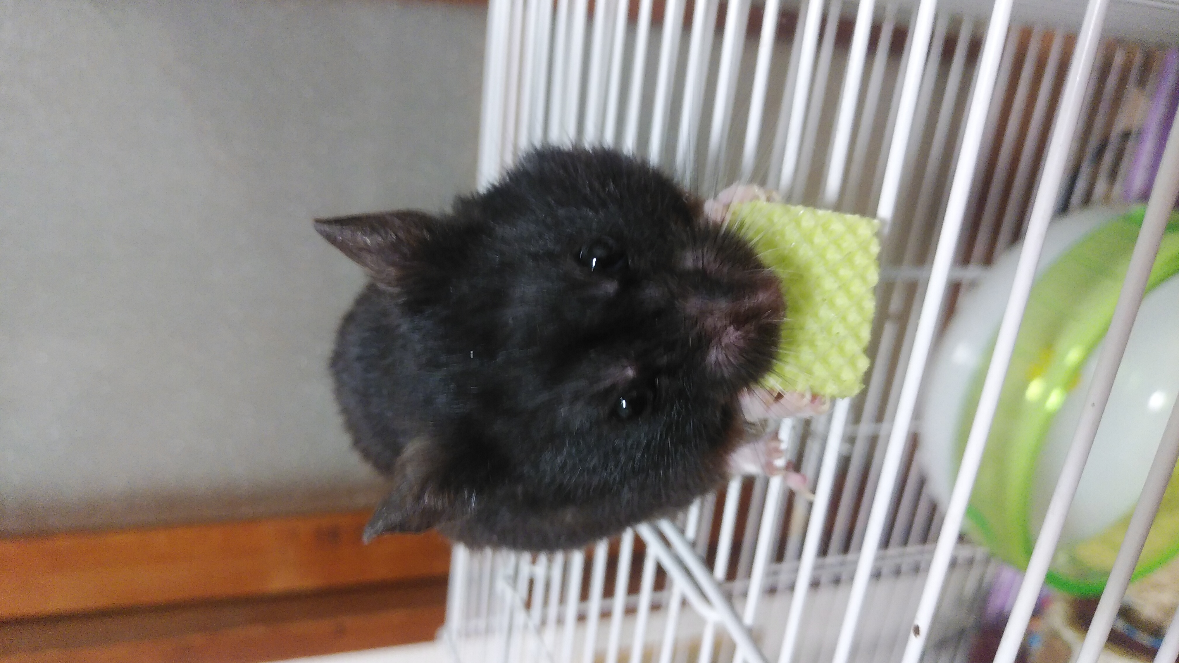 今日買った本の話とか