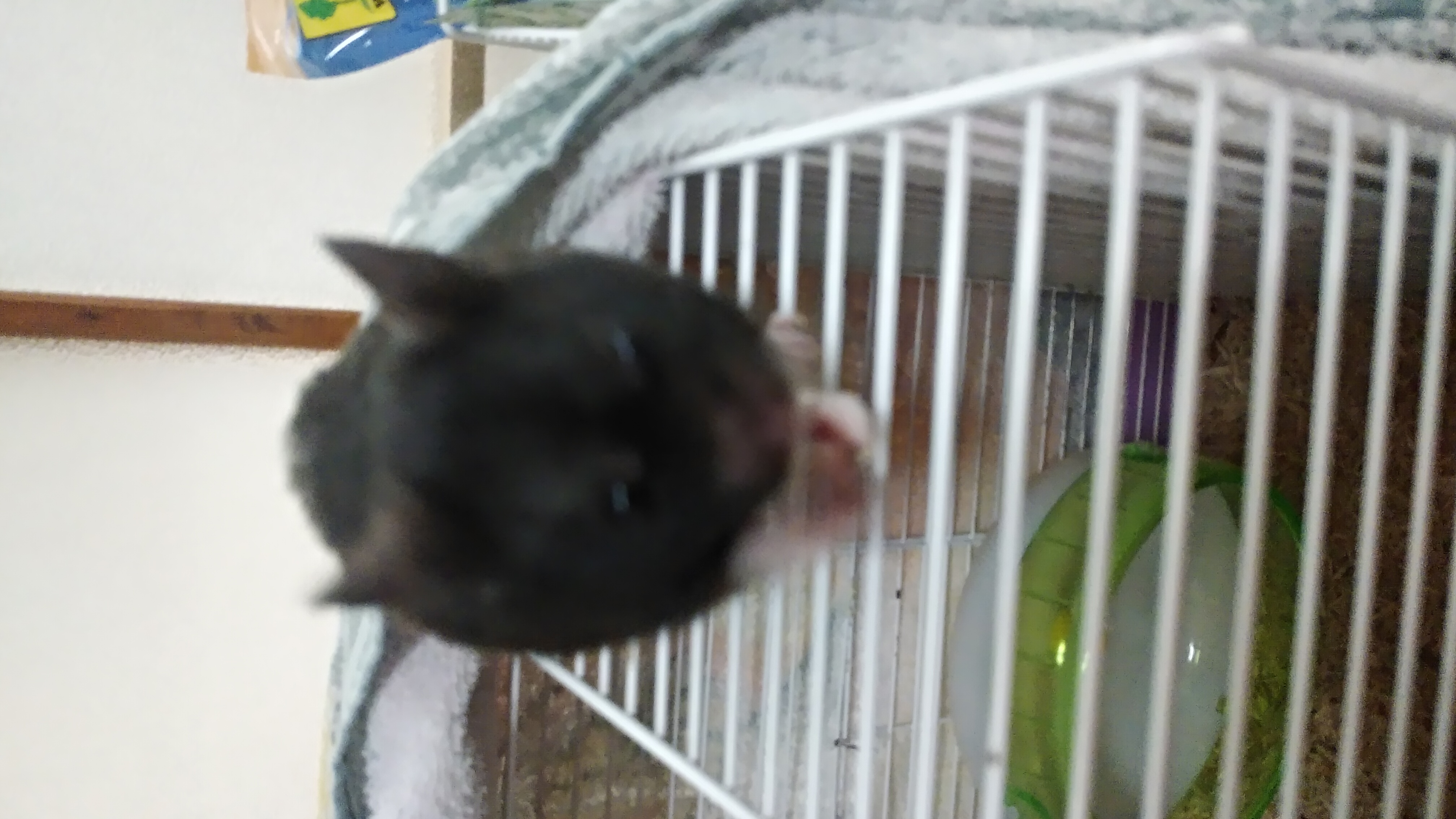 うにさんとお話