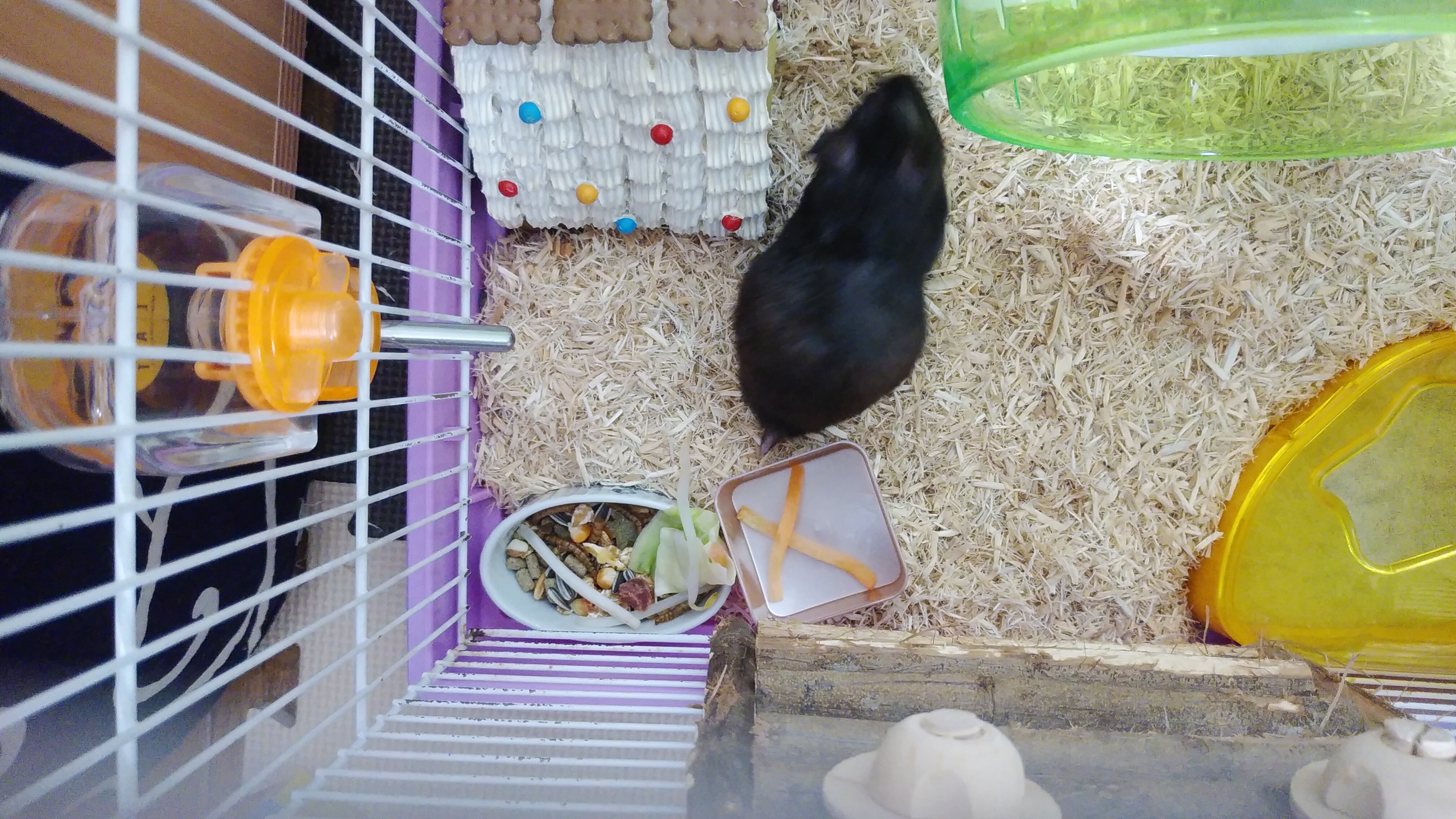 『イップ・マン外伝　マスターZ』について