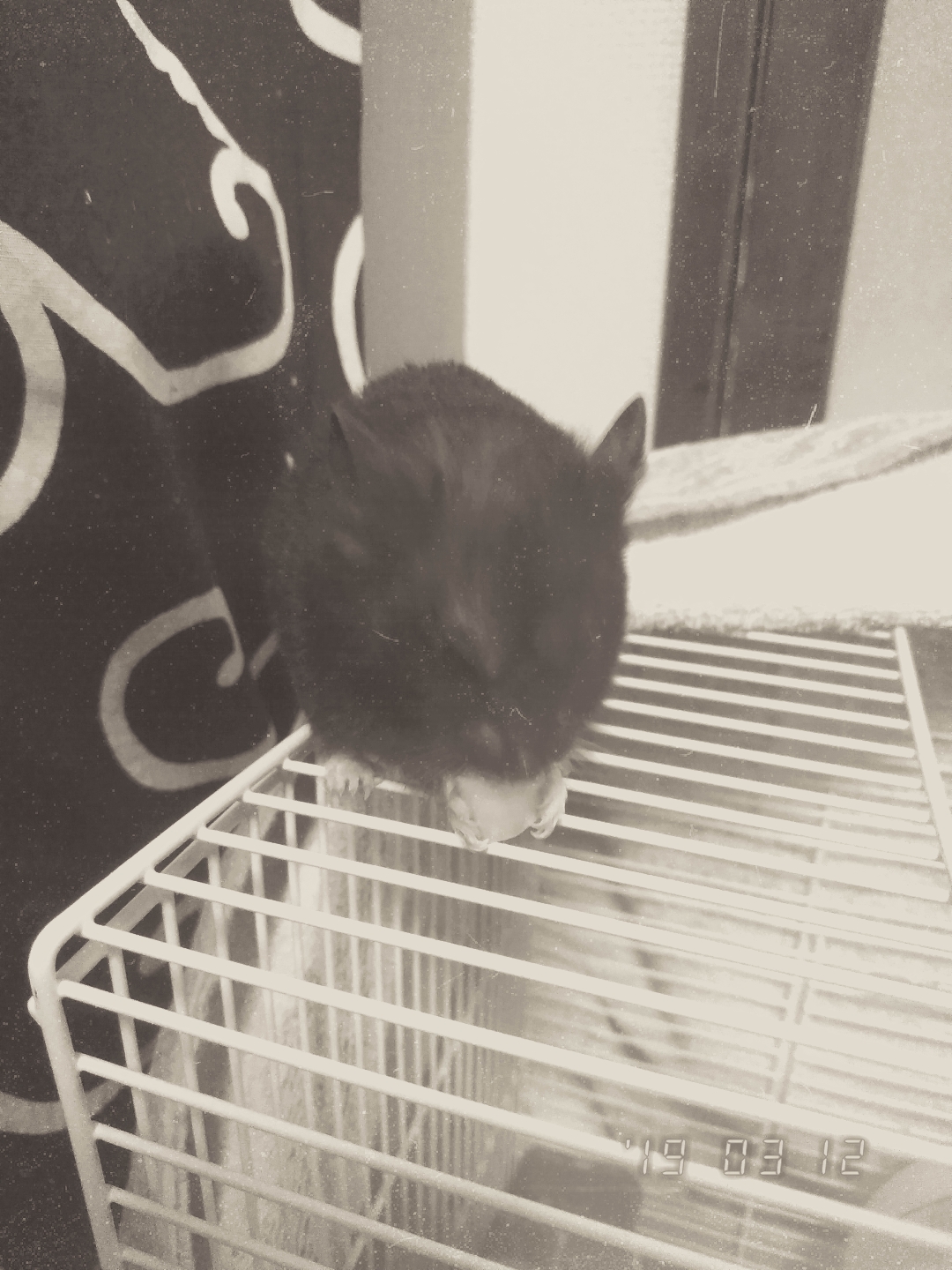 コザクラインコのサクラさん