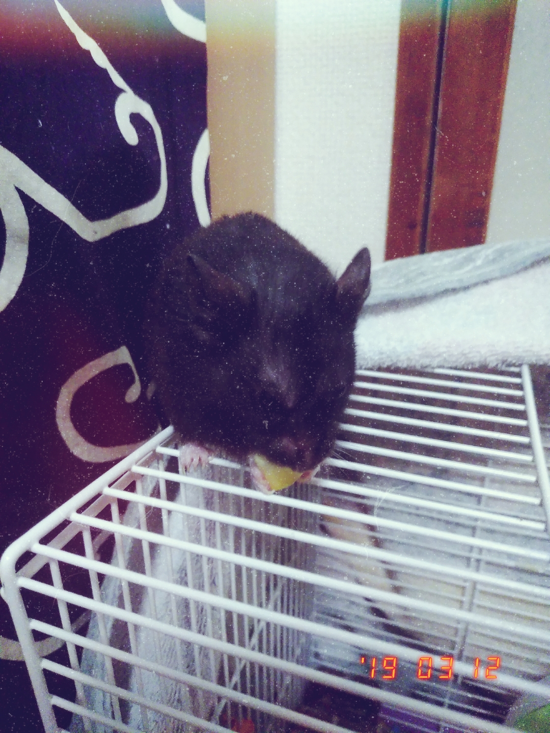 酒飲んでうにさんに話しかけてる