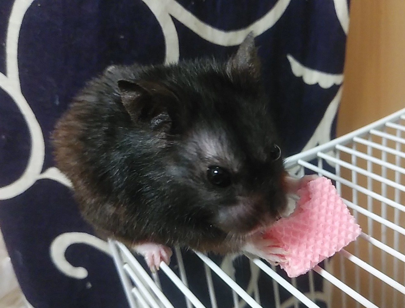 デュエルディスク発売