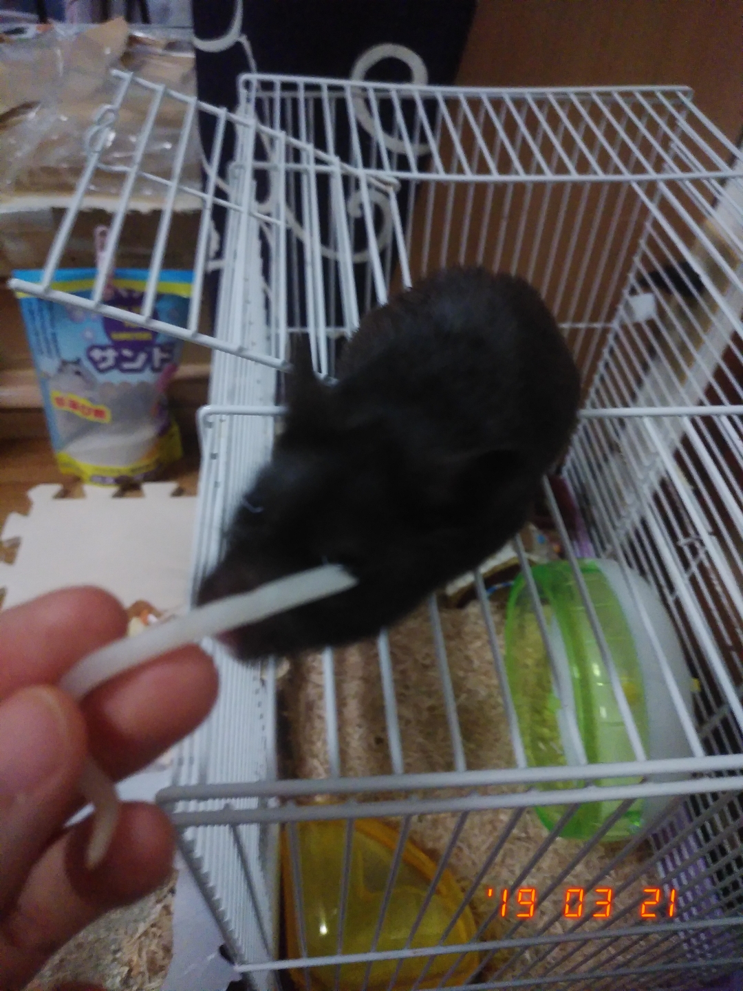 無限の血と色覚と