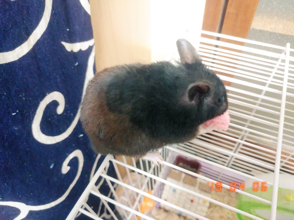 へたっぴ化粧研究所RRアフター