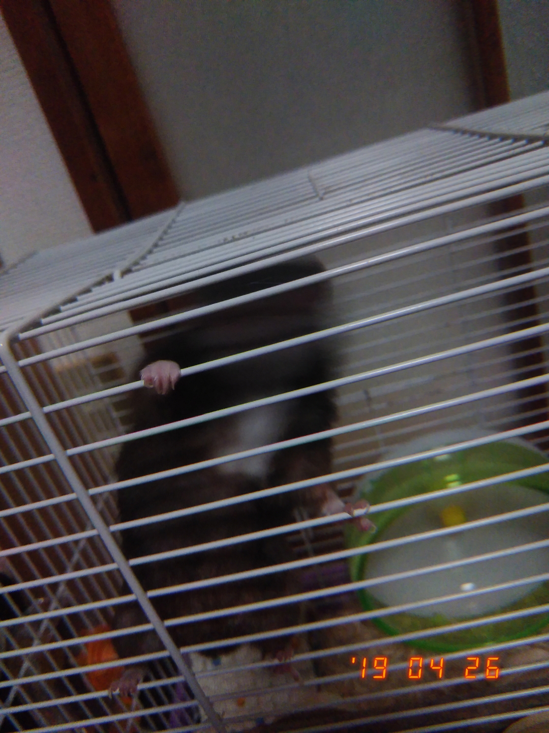 さくらさんの話とか