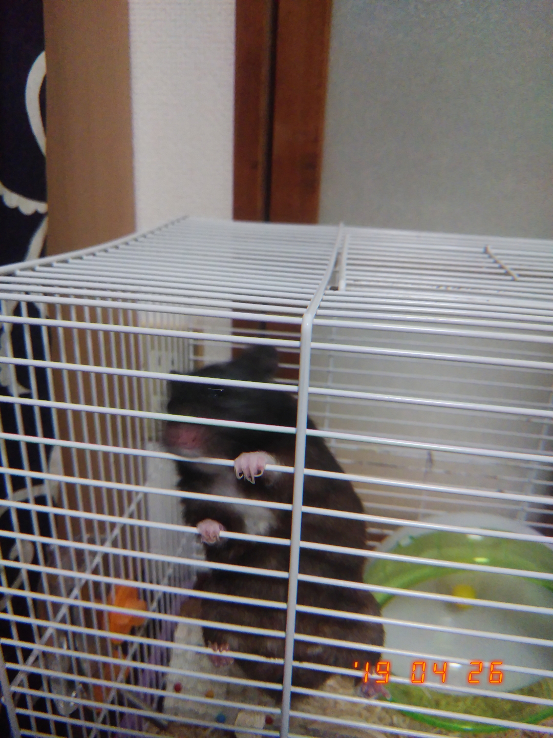 シーラとプリンセス戦士の話とか