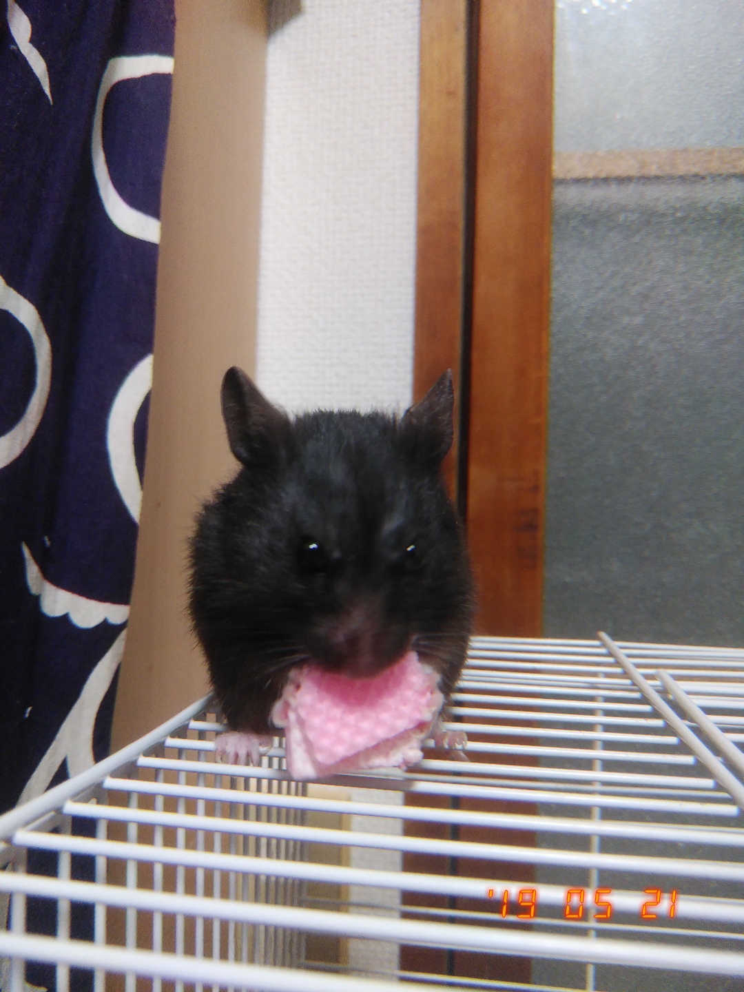 持ってる映画DVD紹介