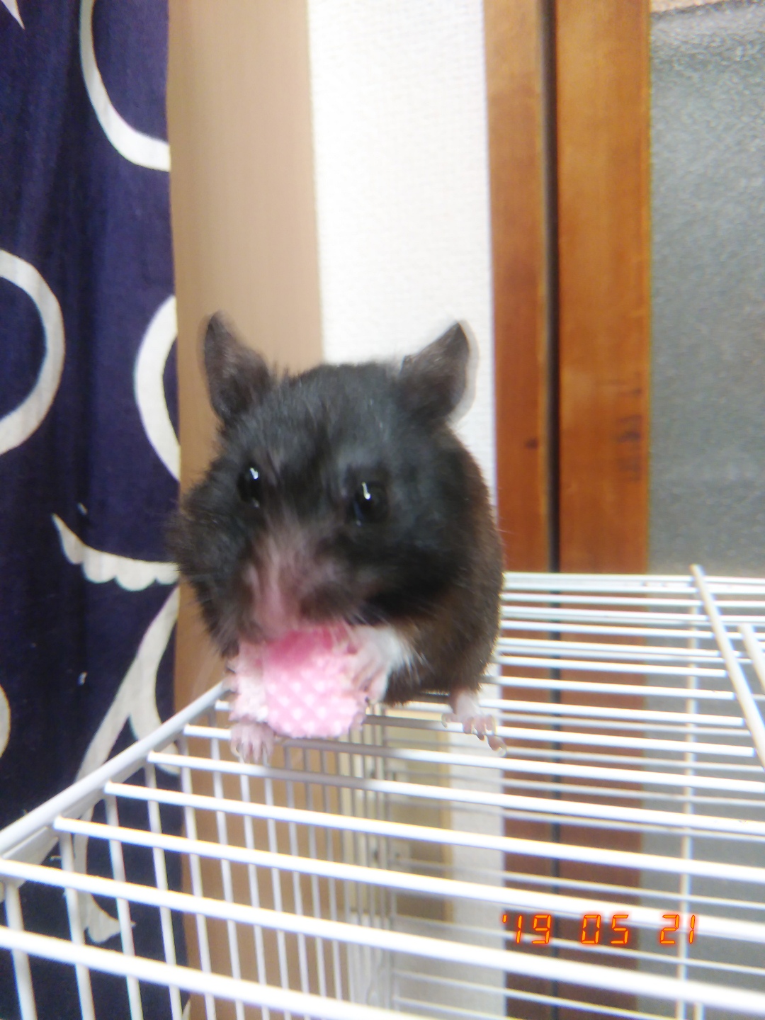 持ってる映画DVD紹介2