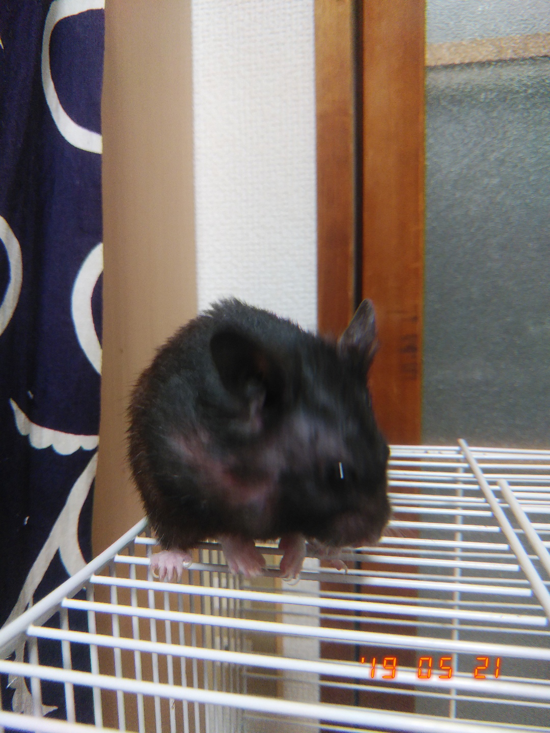 昨日に引き続き映画の話