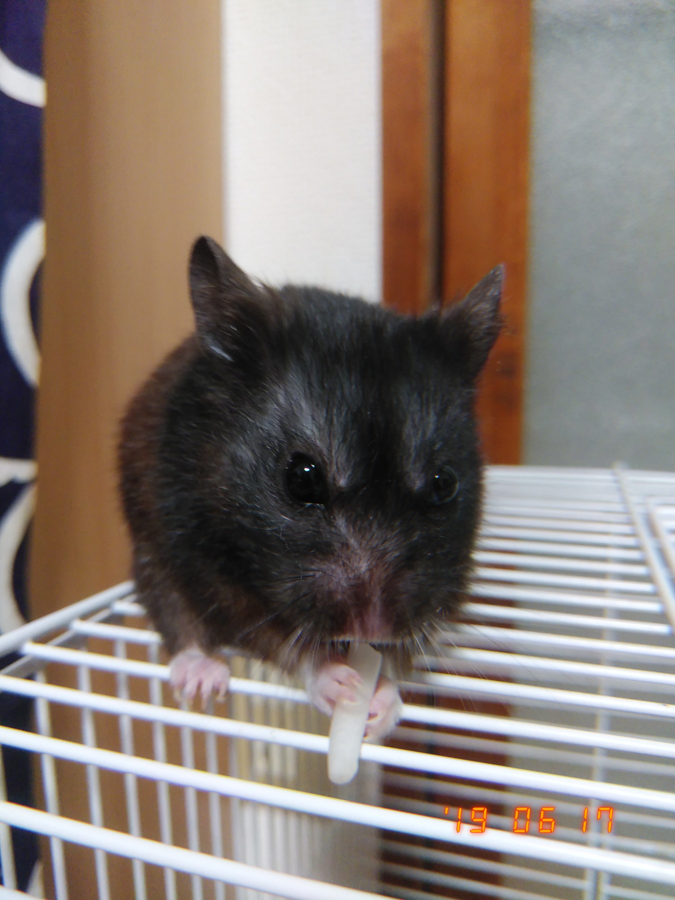 ソウルステーションパンデミック