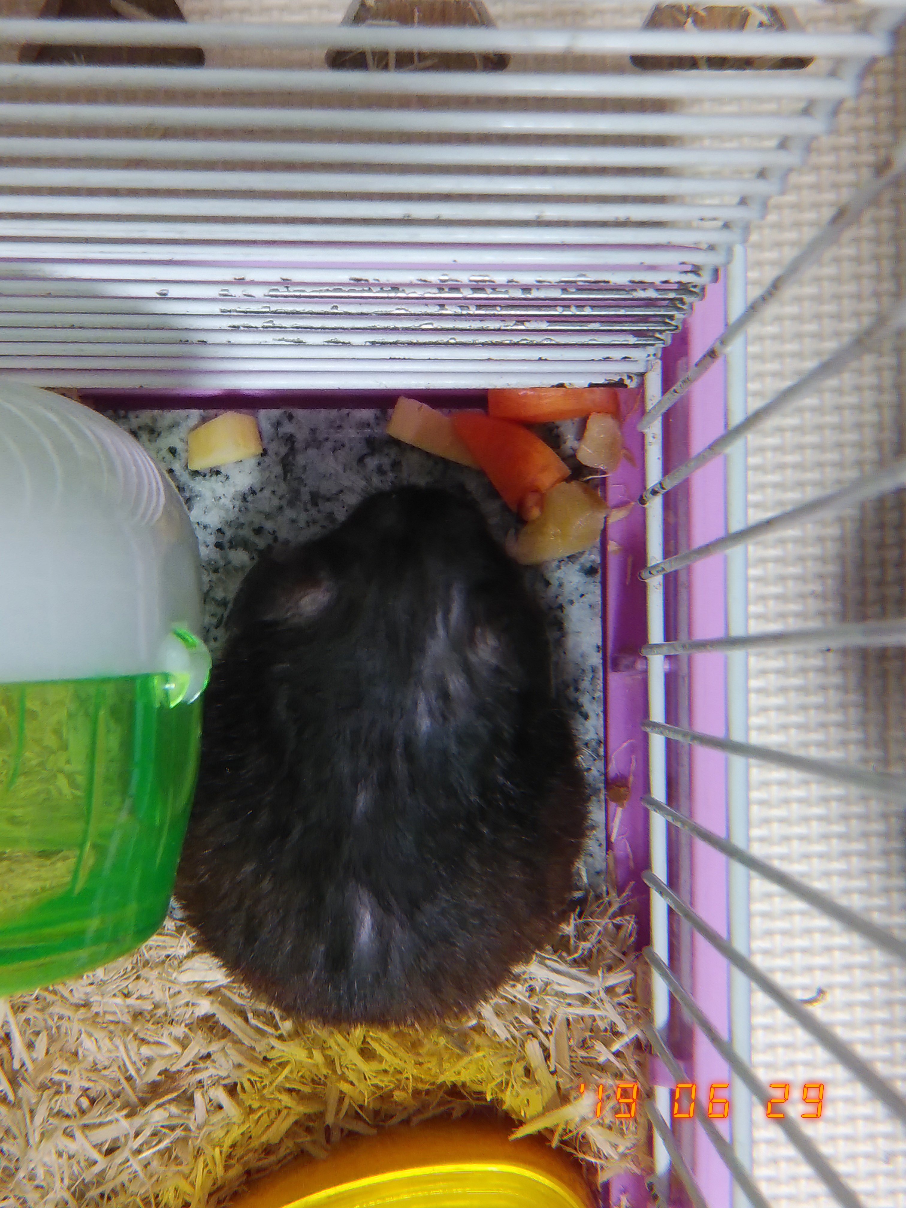 やばい日記始めました