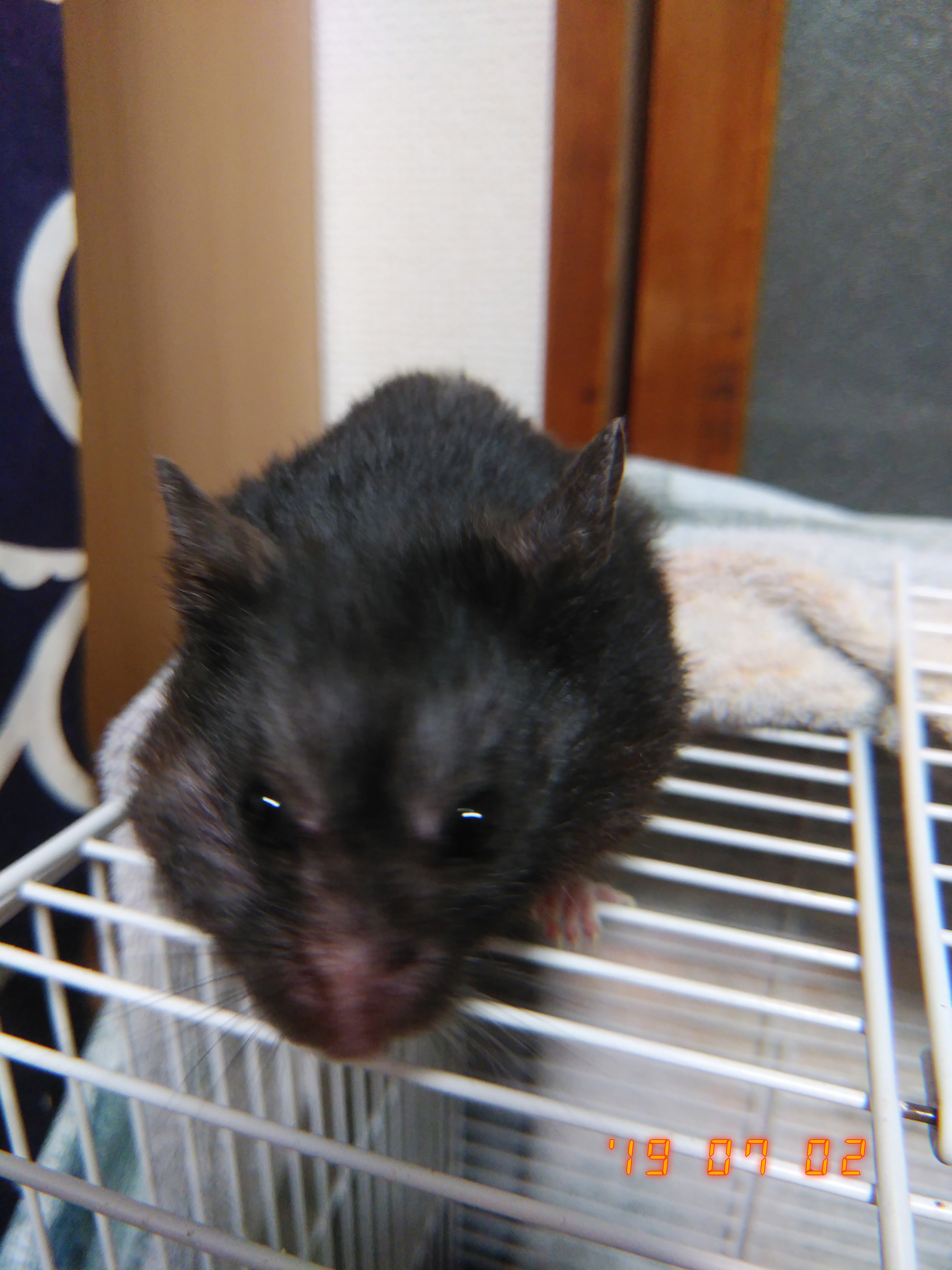 へたっぴ化粧研究所・夏2