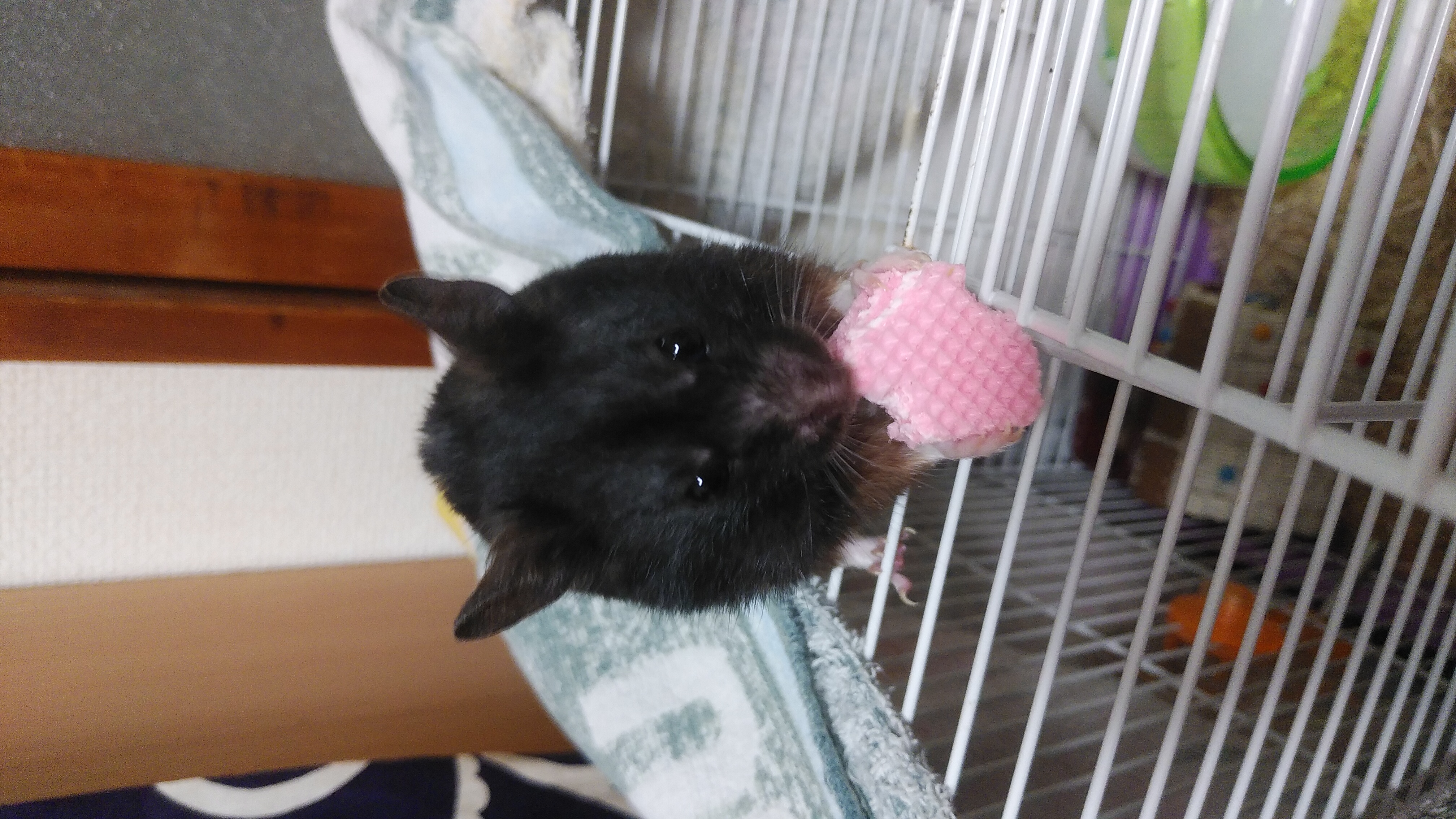 うにさんに話しかけてるだけ