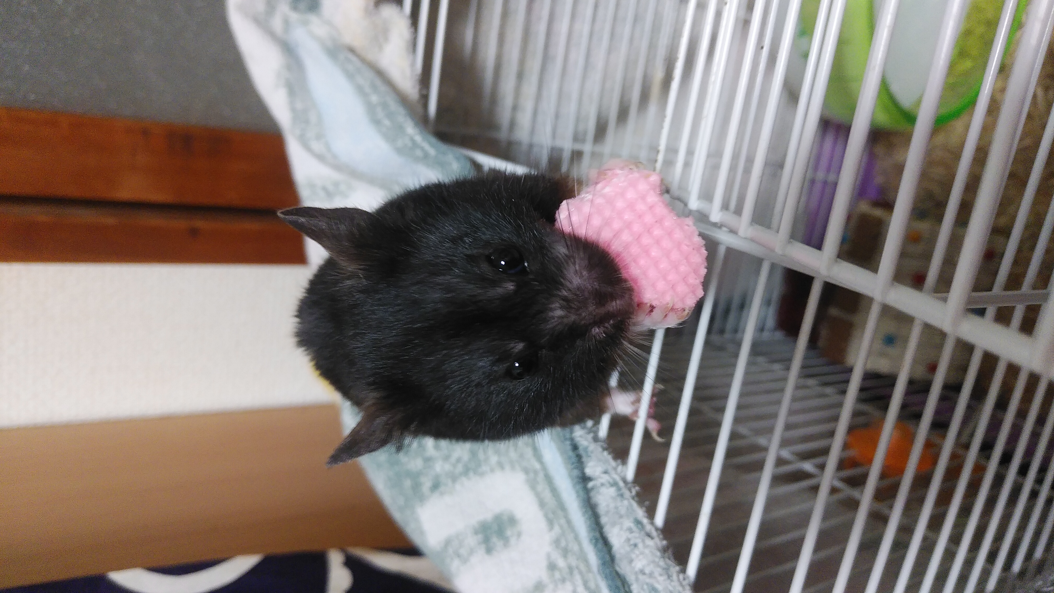 うにさんに話しかけてるだけ3