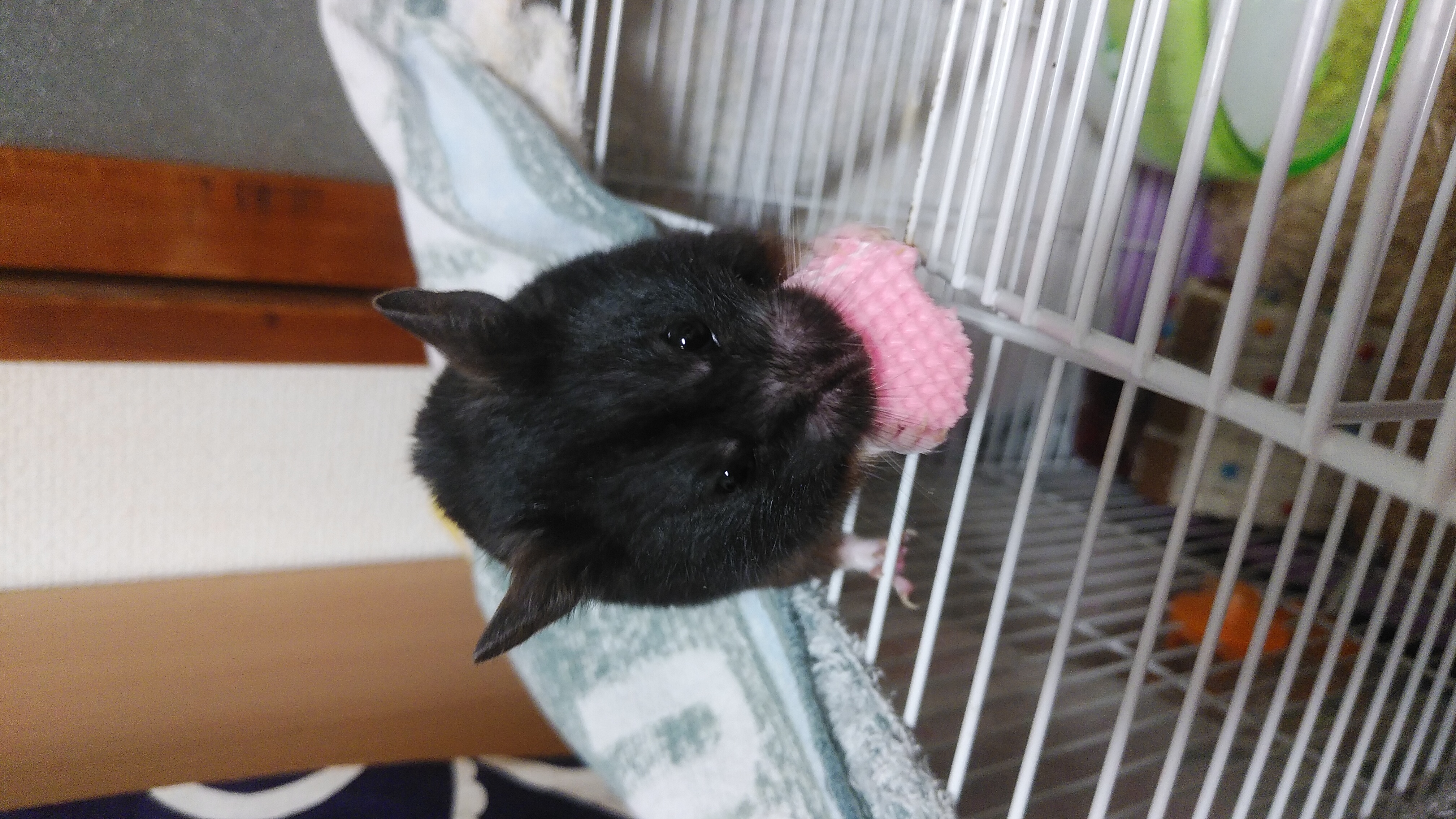 うにさんに話しかけてるだけ6