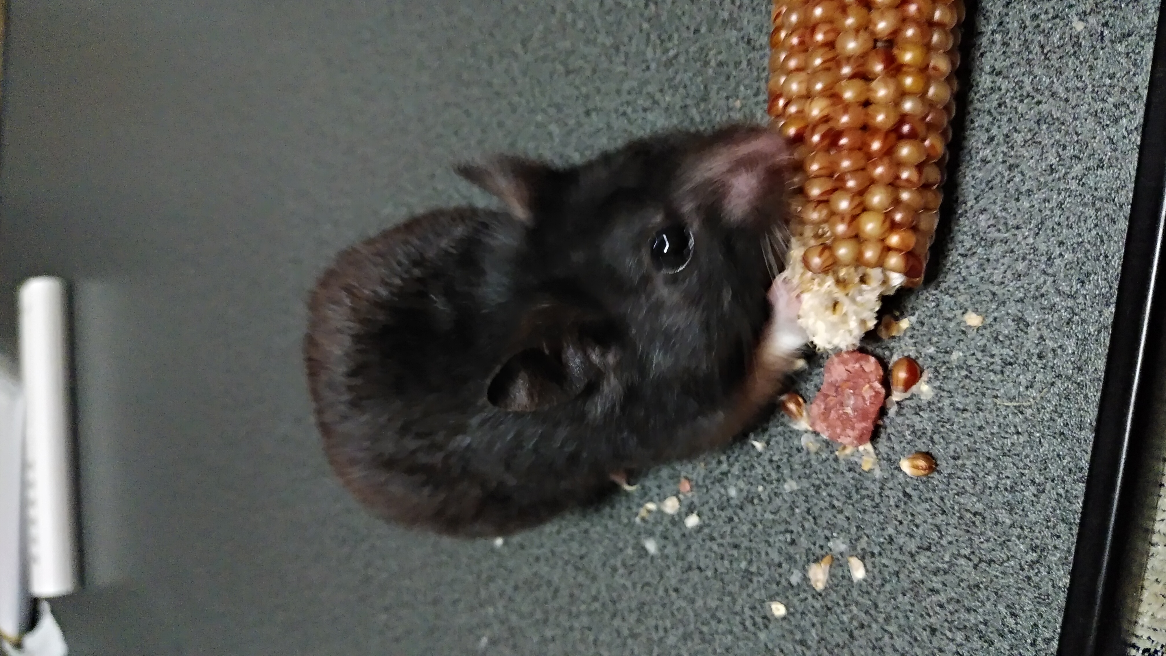 作業してたらうにさんが起きた