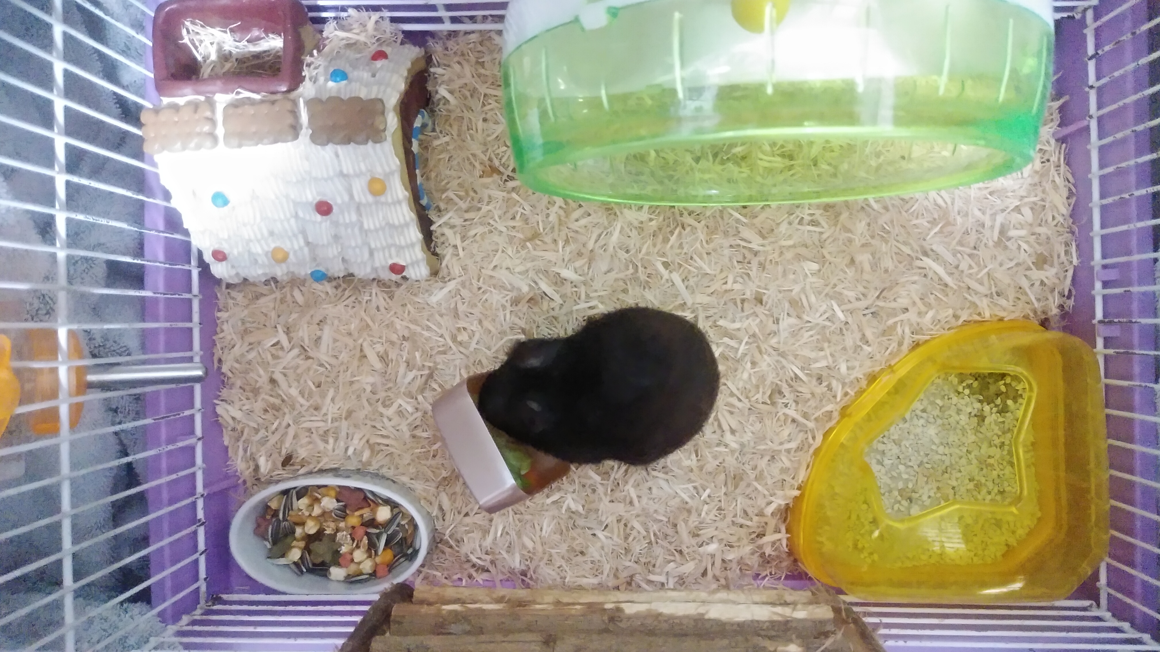 ギックリ腰を実況しているだけ