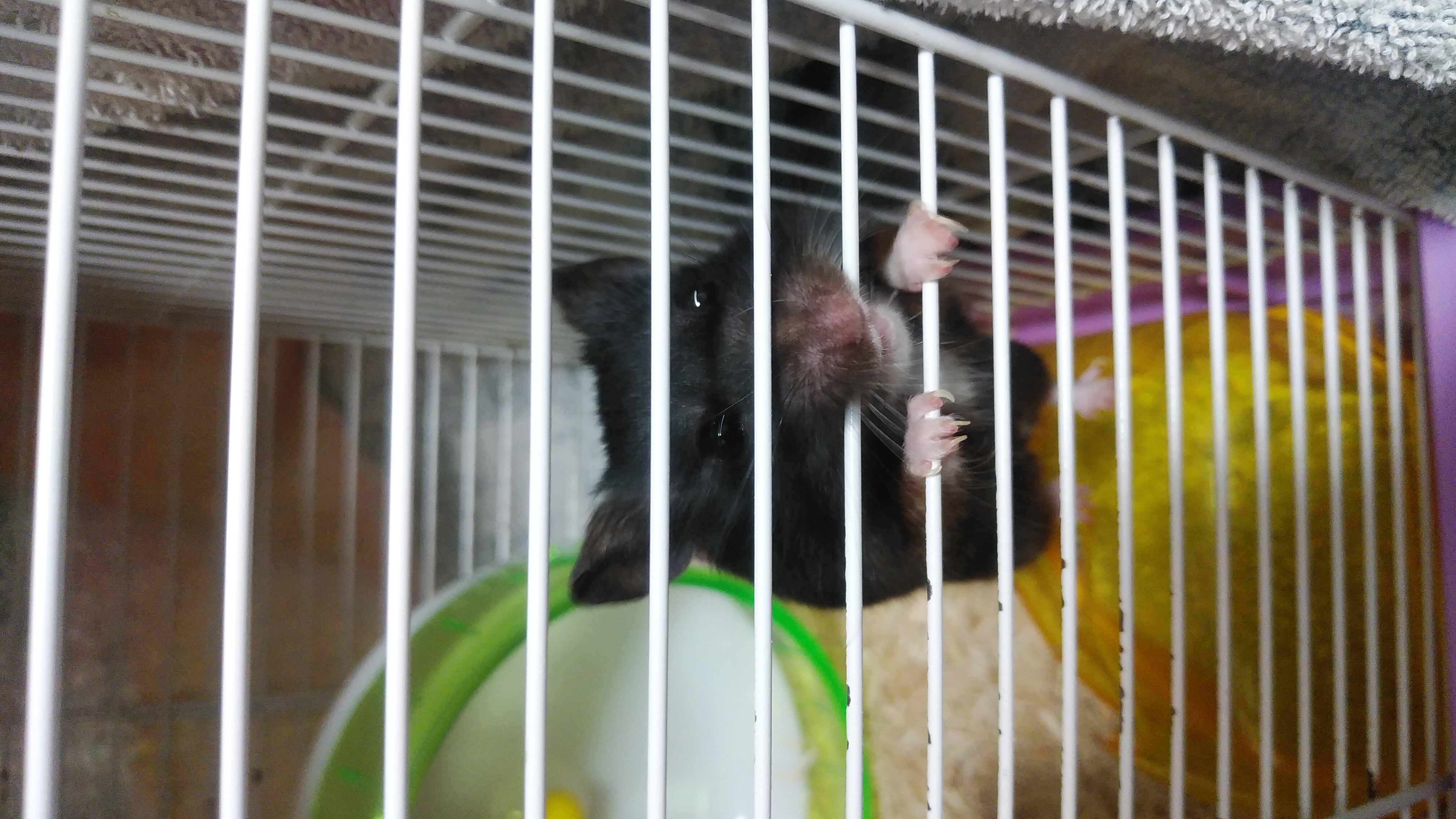 お腹痛いしうつだし