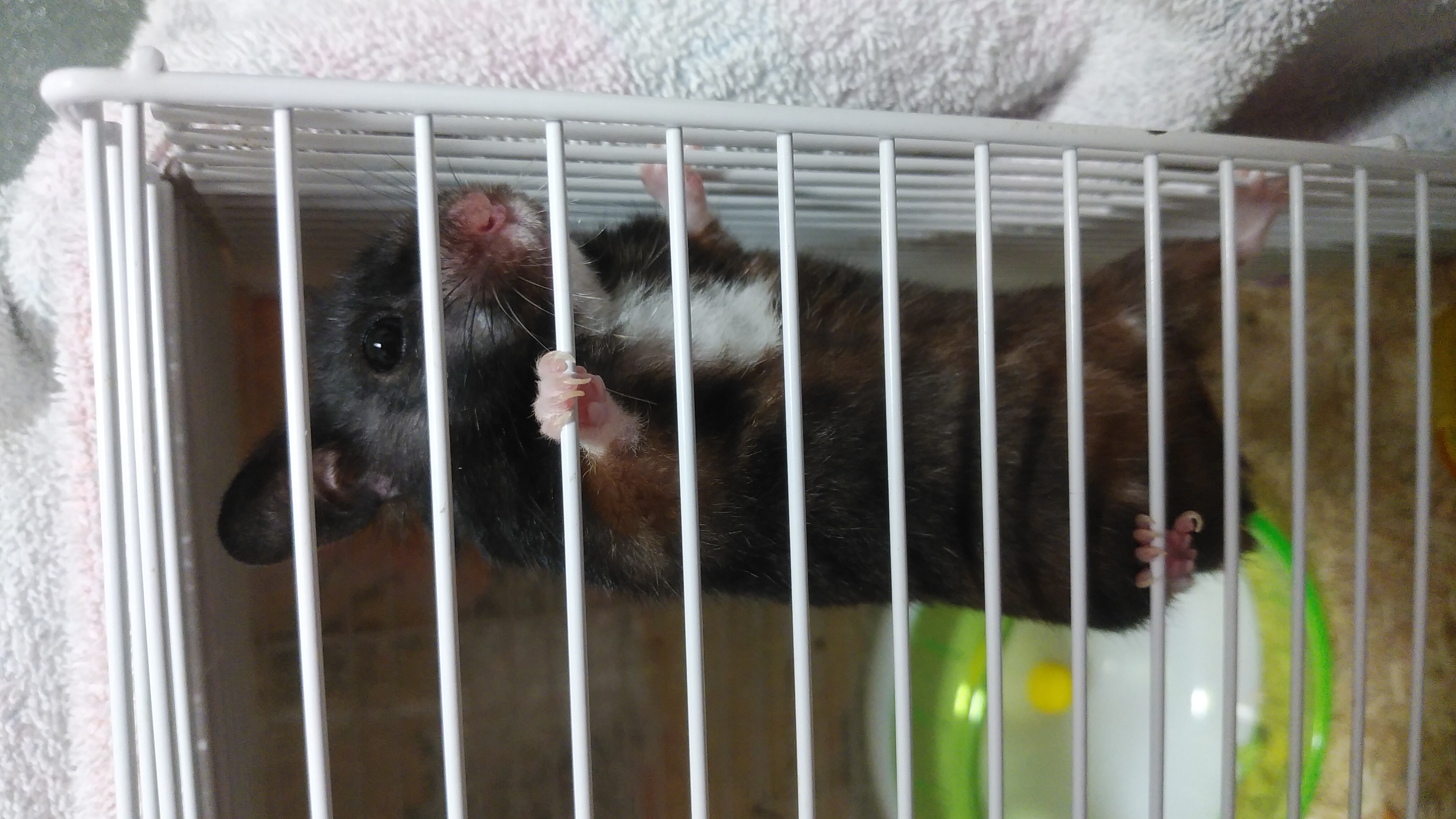 うにさんに話しかけたりお腹痛かったり