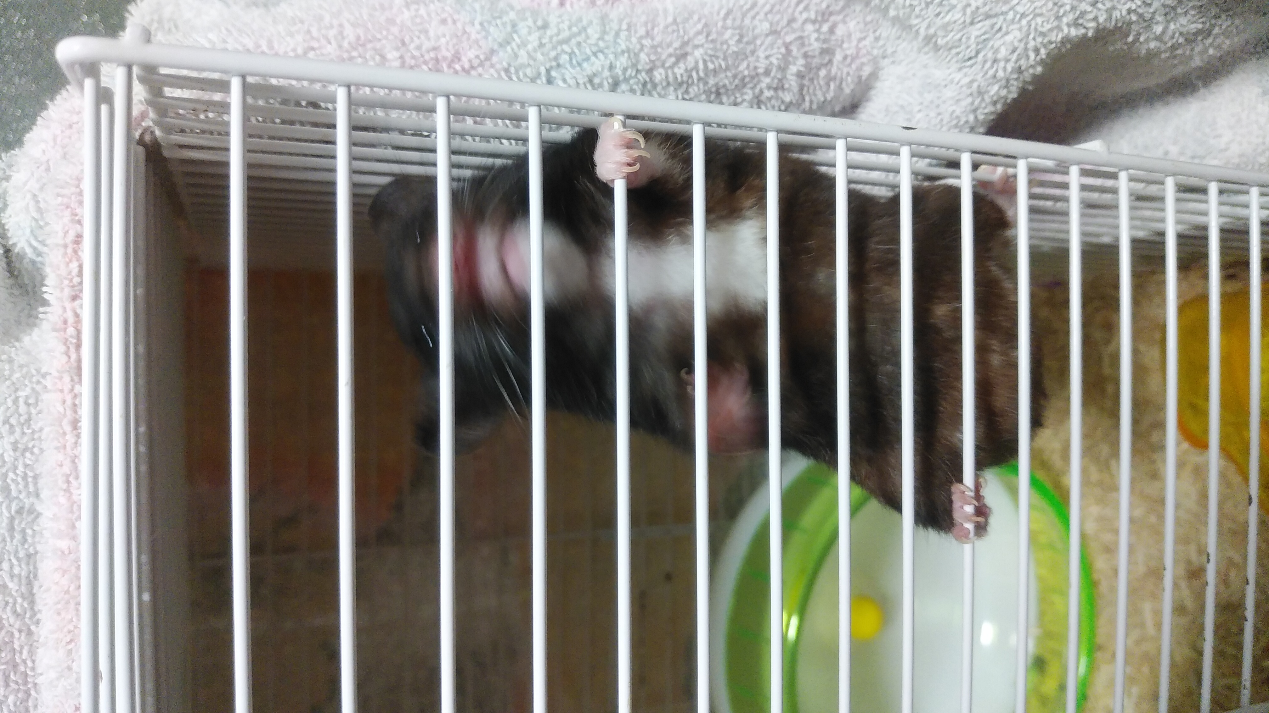 牛丼食べたよ＆ビルジムについて