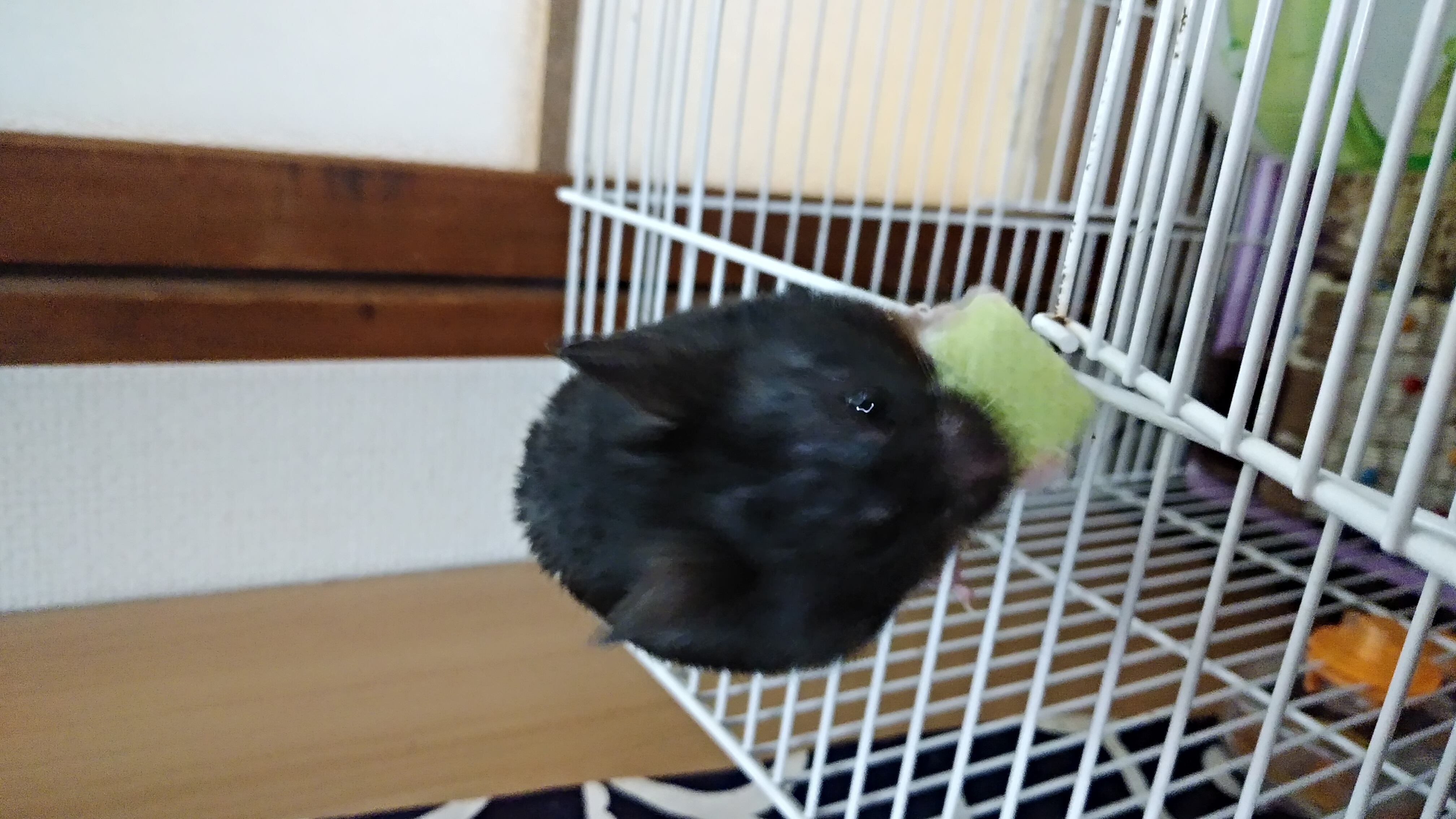 うにさんのお世話