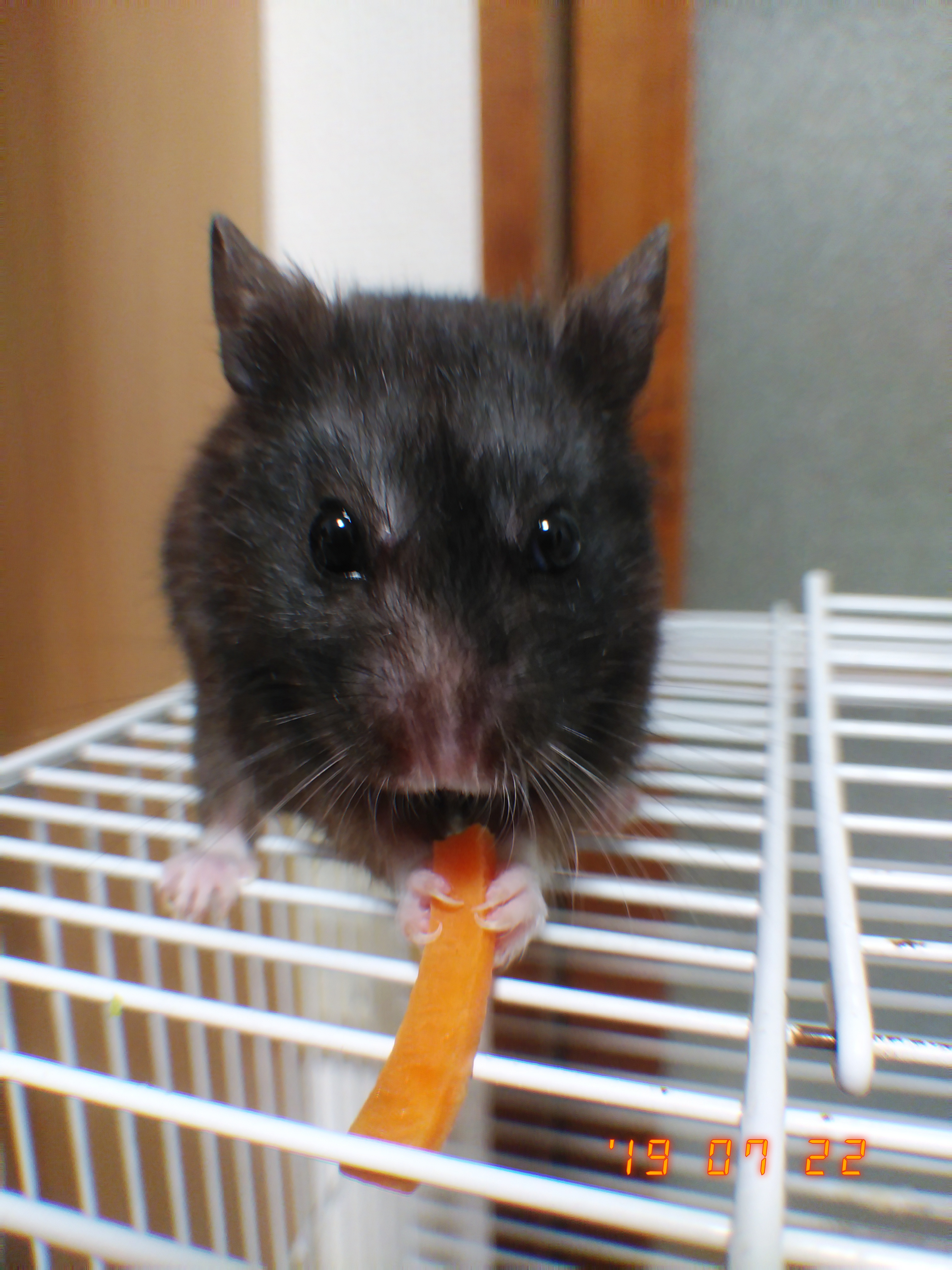 引き続きボリスジョンソンの髪形