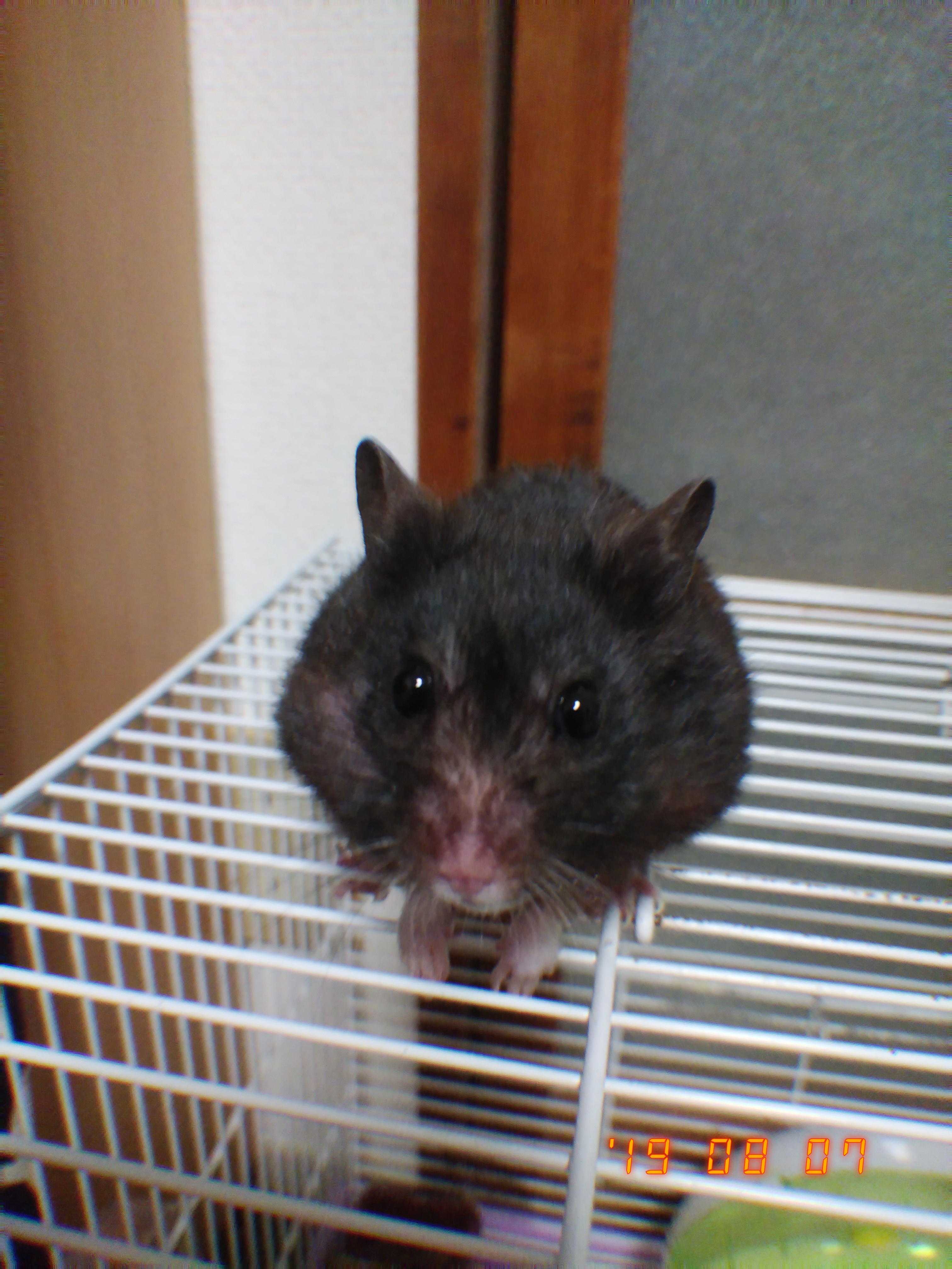 お題ガチャ雑談