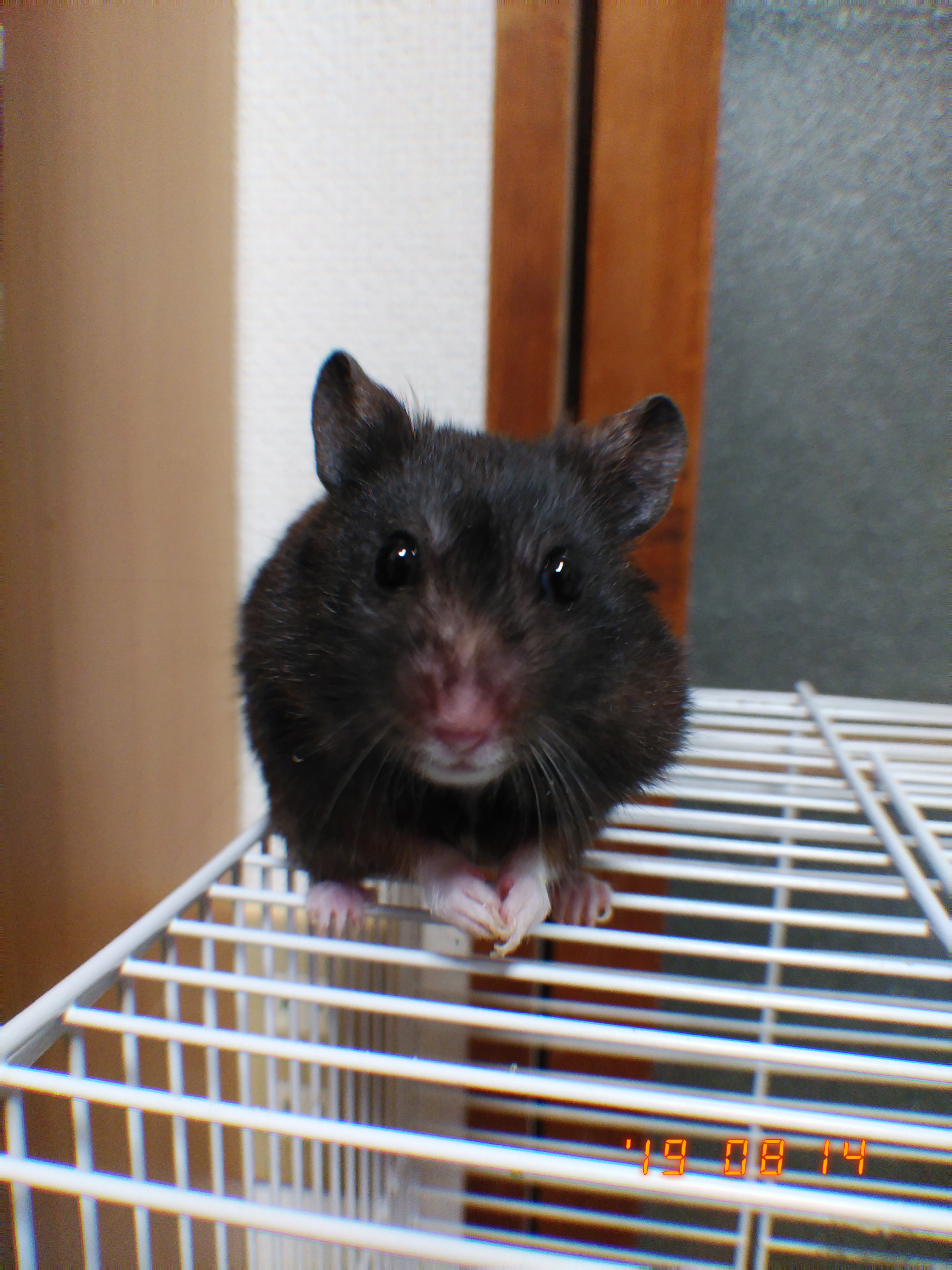 アルカラストについて