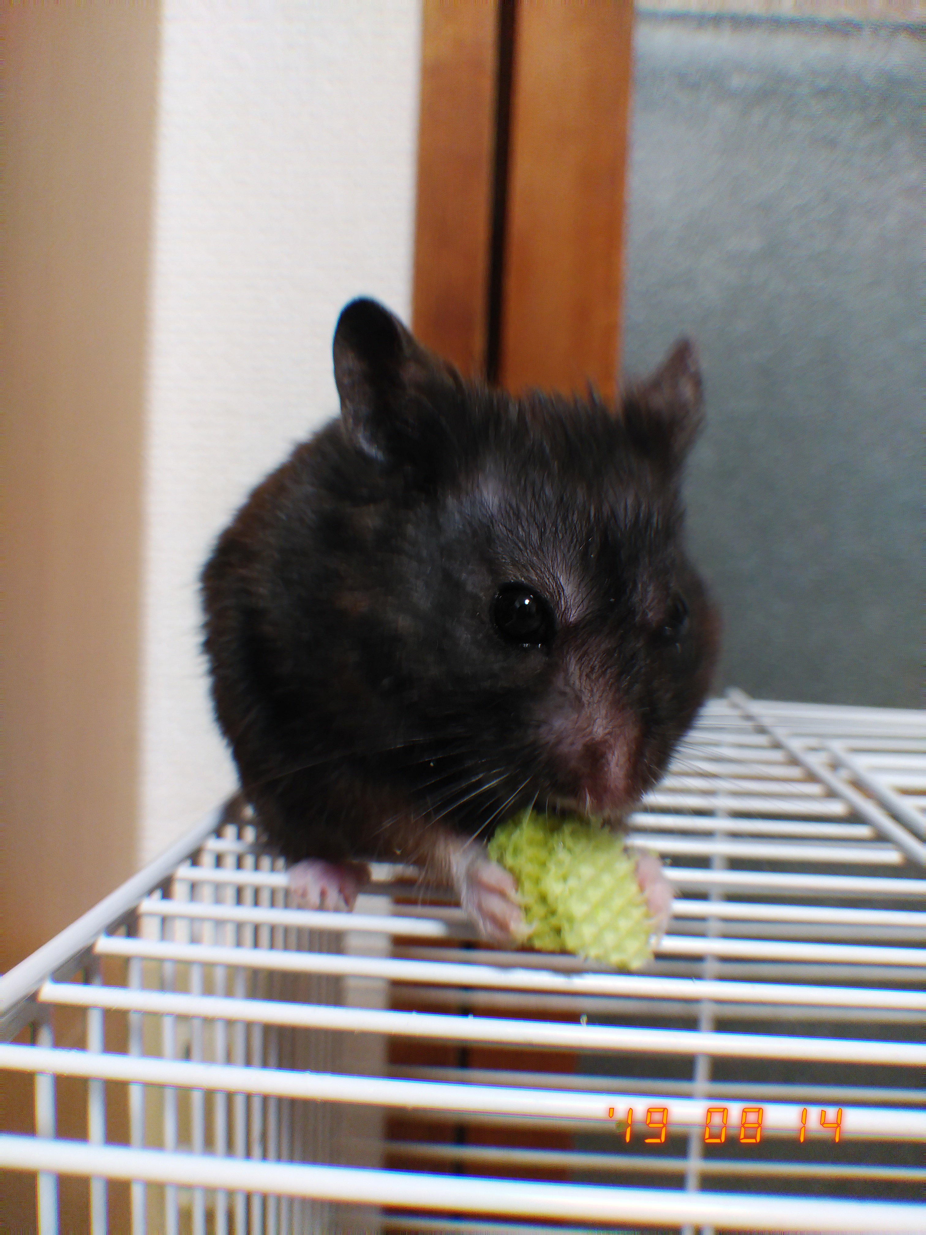 お題ガチャまたやってる