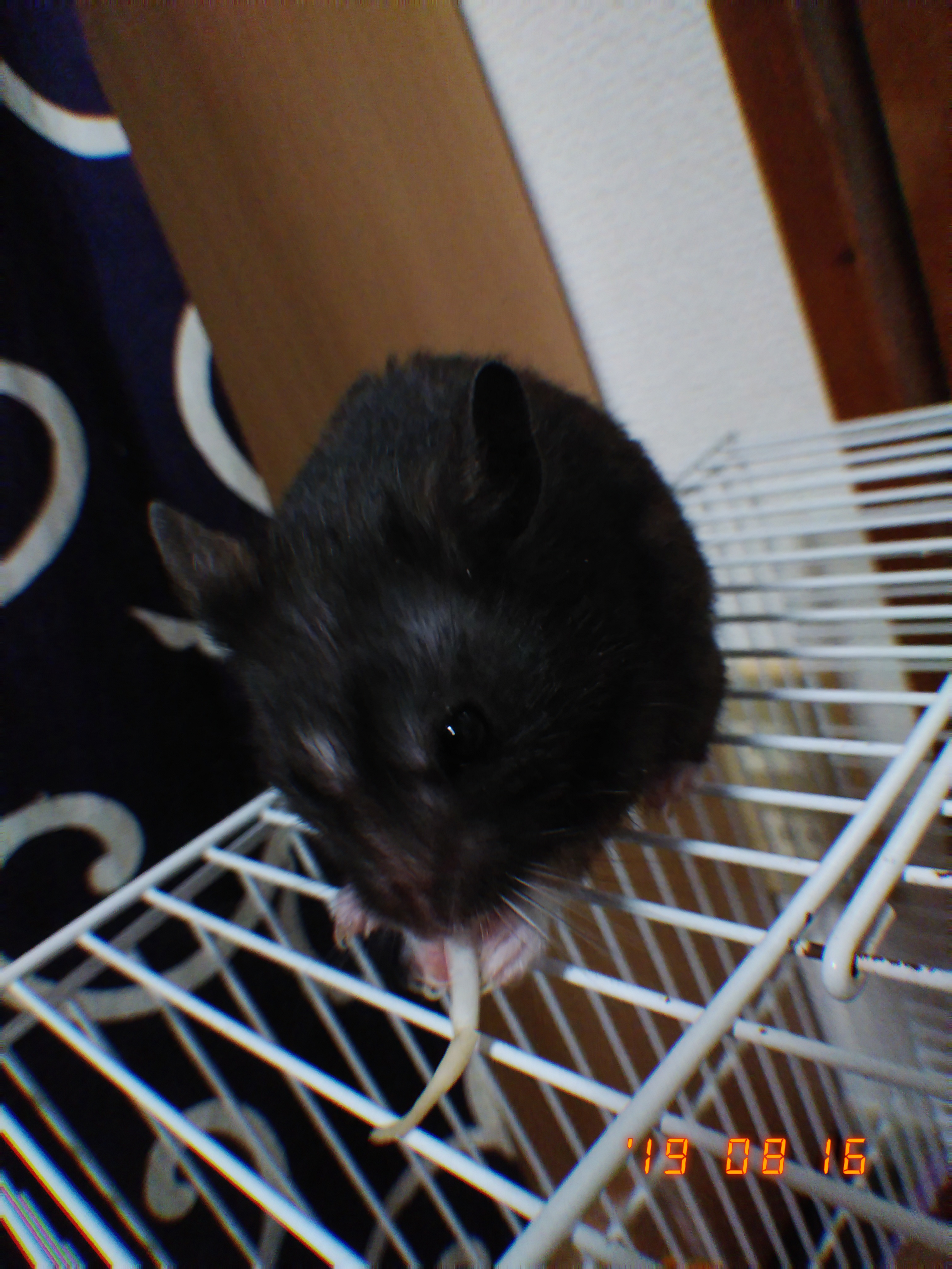 引き続きゲームとかの話