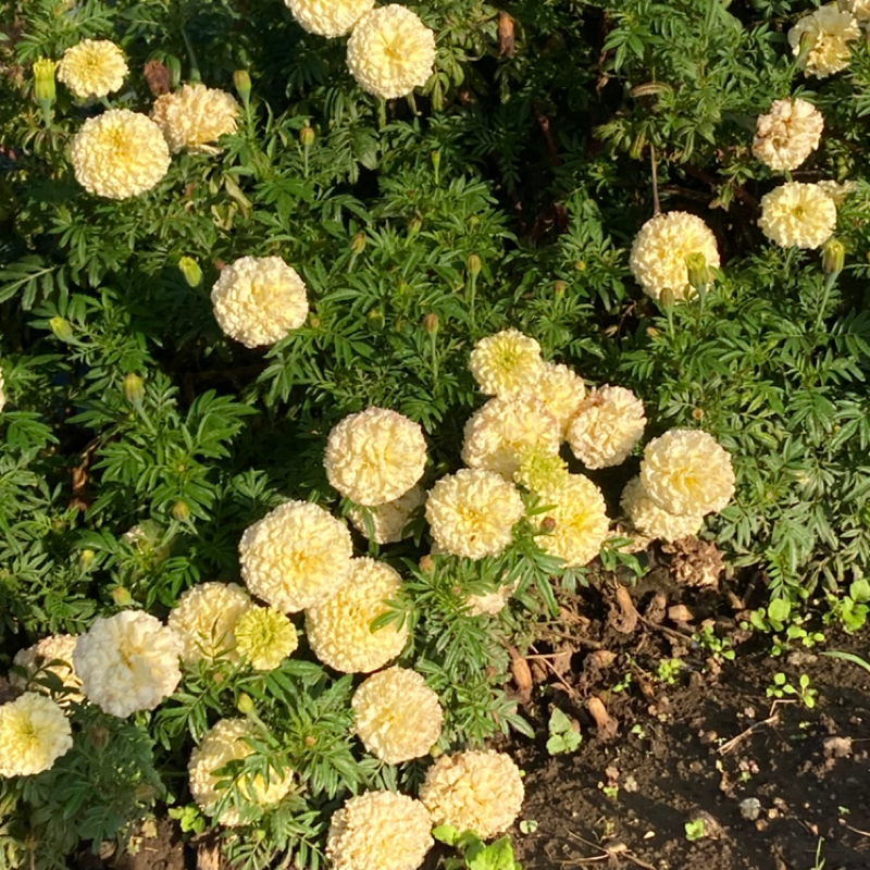 #708 ツッコミタイプかボケタイプか　おたより読みます