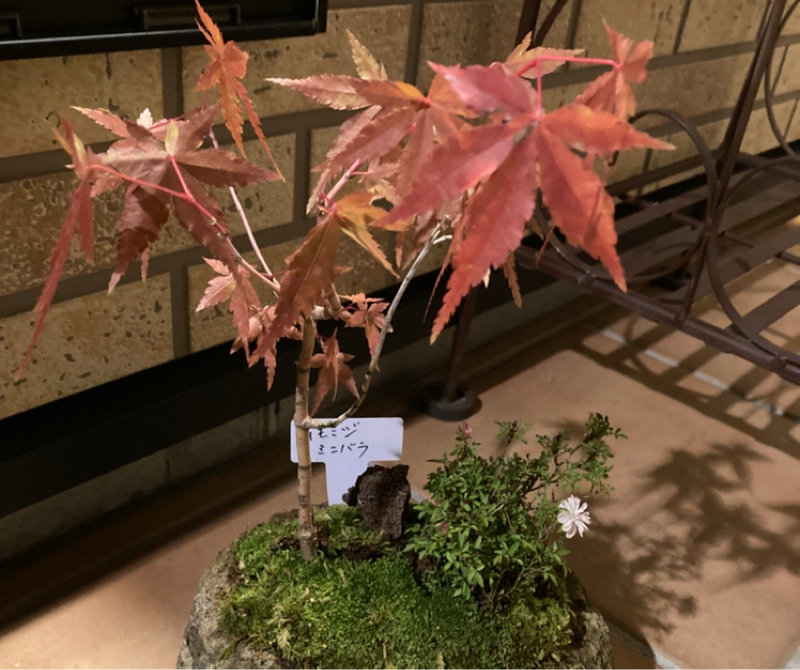 #710 初めての盆栽作り