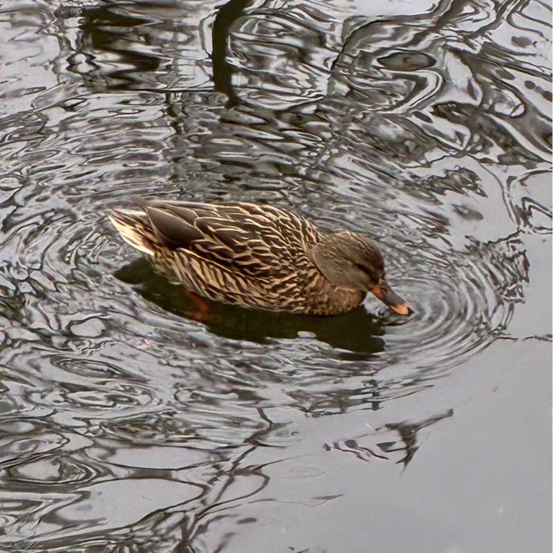 #736 推し活の自由を勝ち取るために