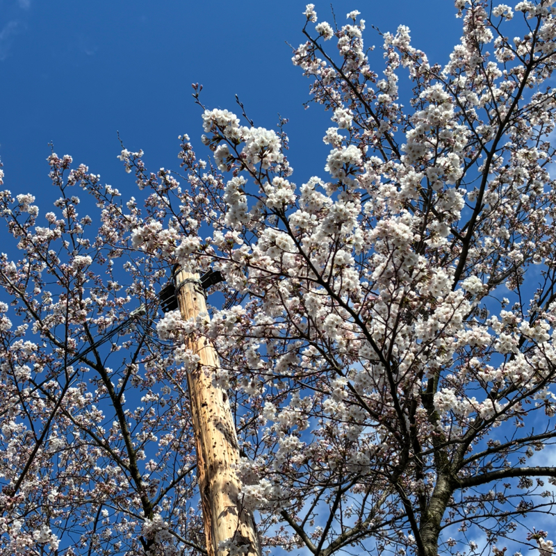 #751 九十過ぎの義母さんがついに病院へ運ばれた話