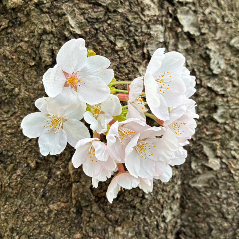 #757 自分が犠牲になればそれでいい、はよくない